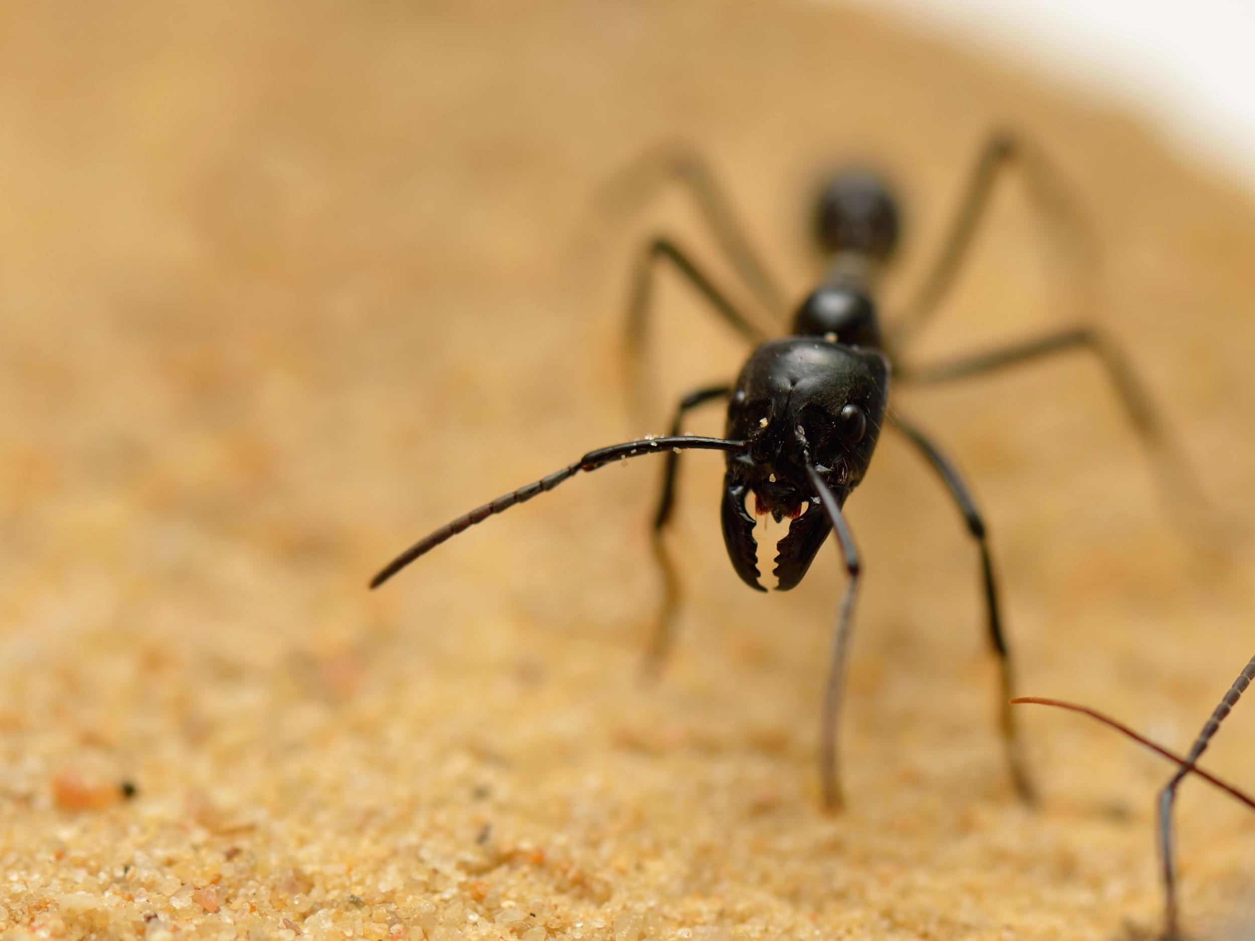 A giant ant scurries across an enclosure in Paris