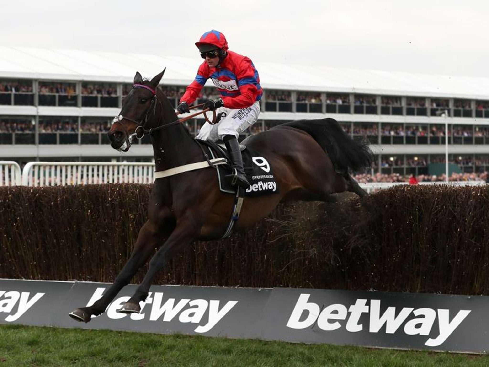 Sprinter Sacre en route to victory yesterday, to the delight of jockey Nico De Boinville