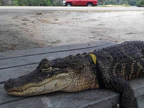 Mary Thorn's pet alligator is 15 years old