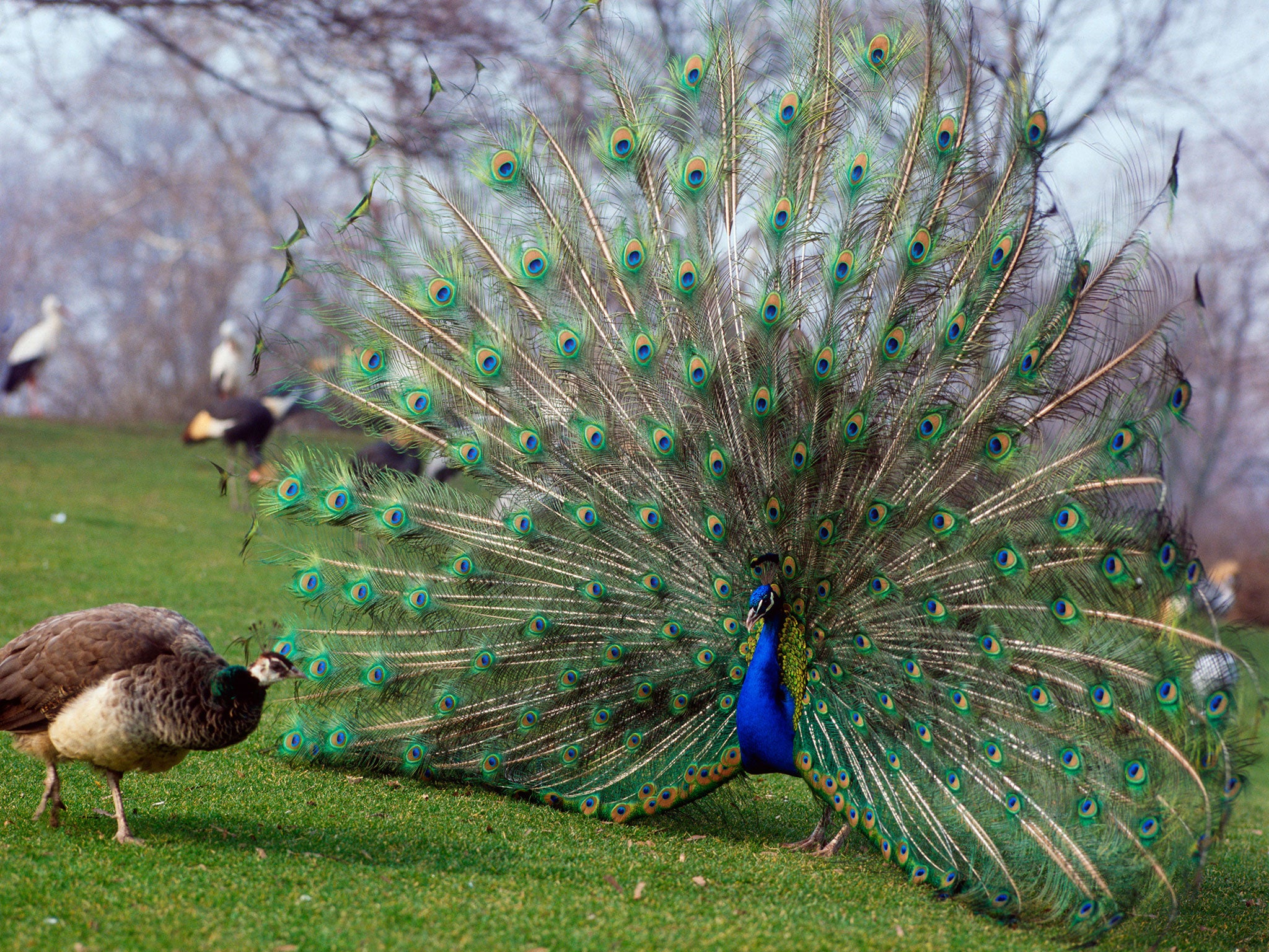 It is unknown exactly how many of the birds are in the village