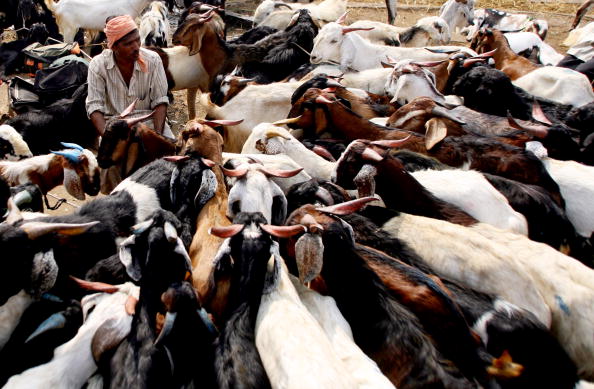 The victims had reportedly been on their way to a cattle market with eight cows when they were attacked (file photo)