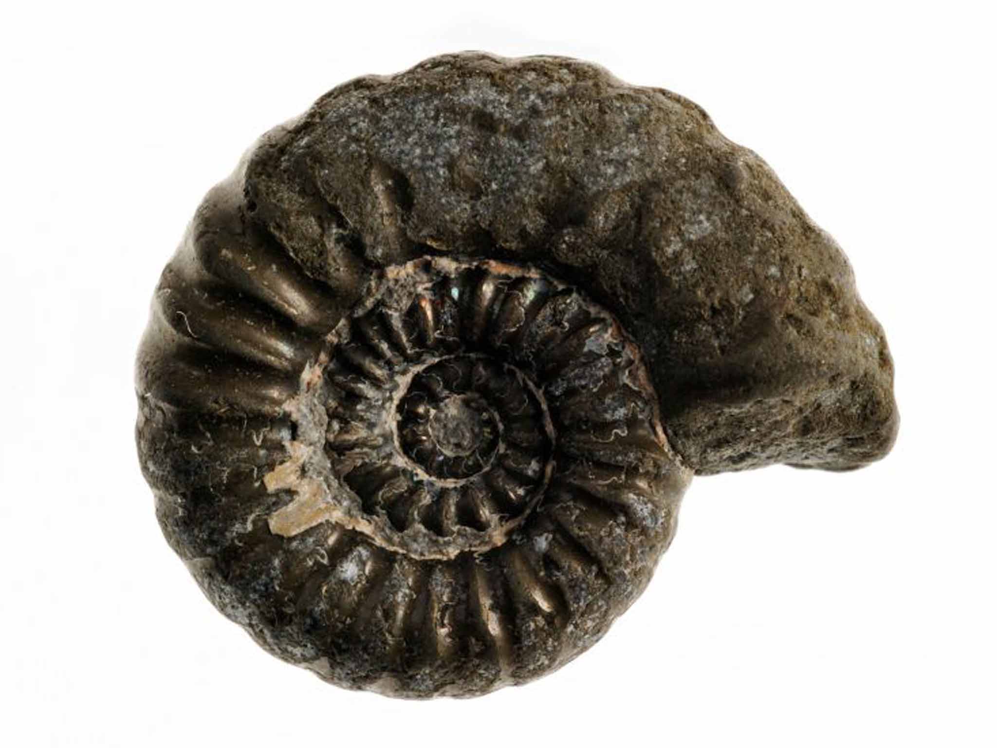 Ammonite fossil