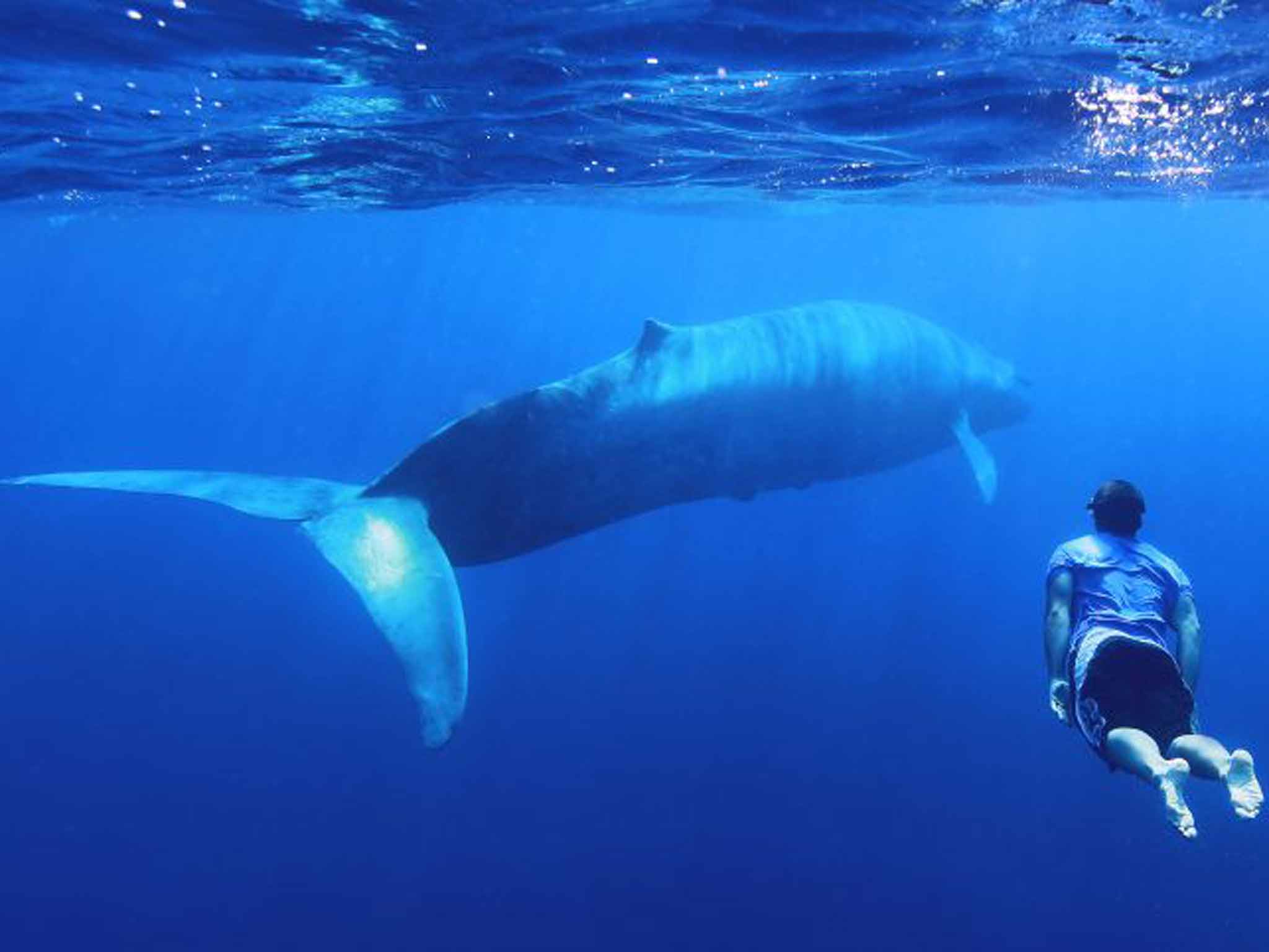 Into the blue: swim with the world’s largest mammal in Sri Lanka