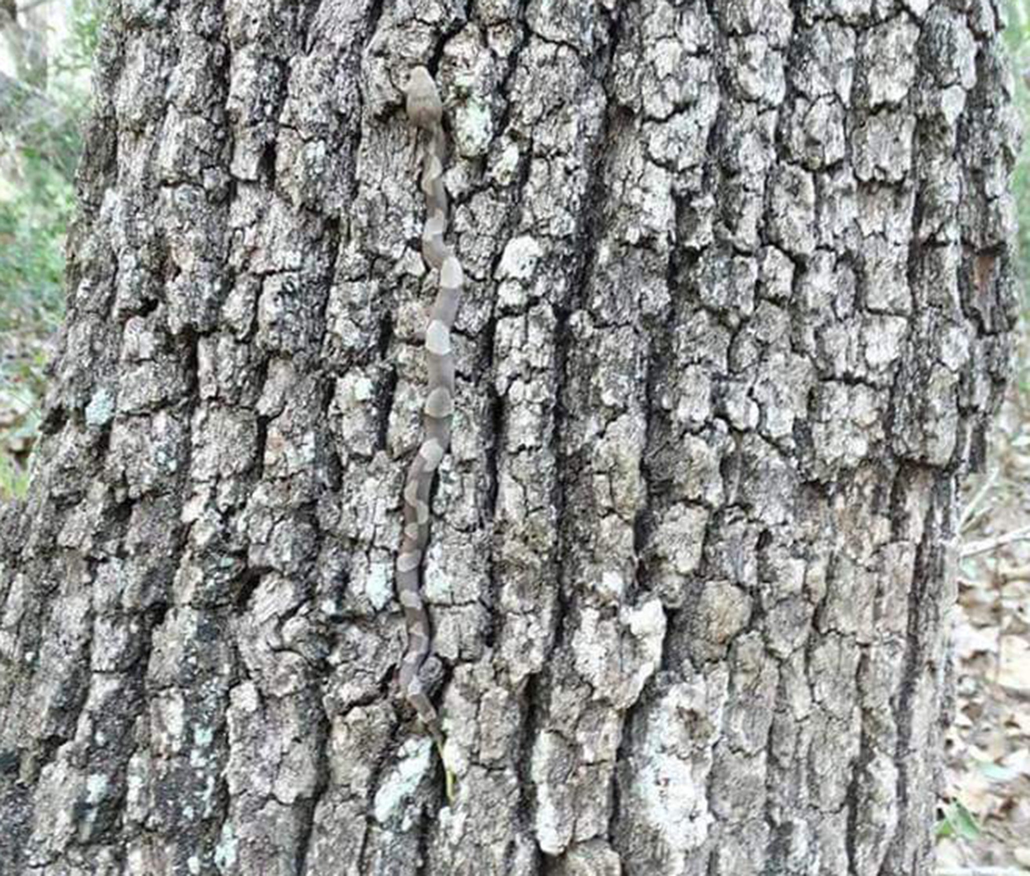 This snake was spotted on a tree in Maitland, a town north of Sydney, Australia