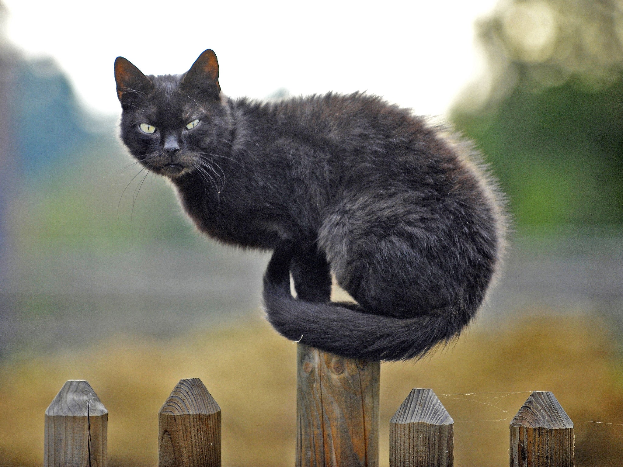 Road rage could be linked to a common parasite spread by cats, new research suggests