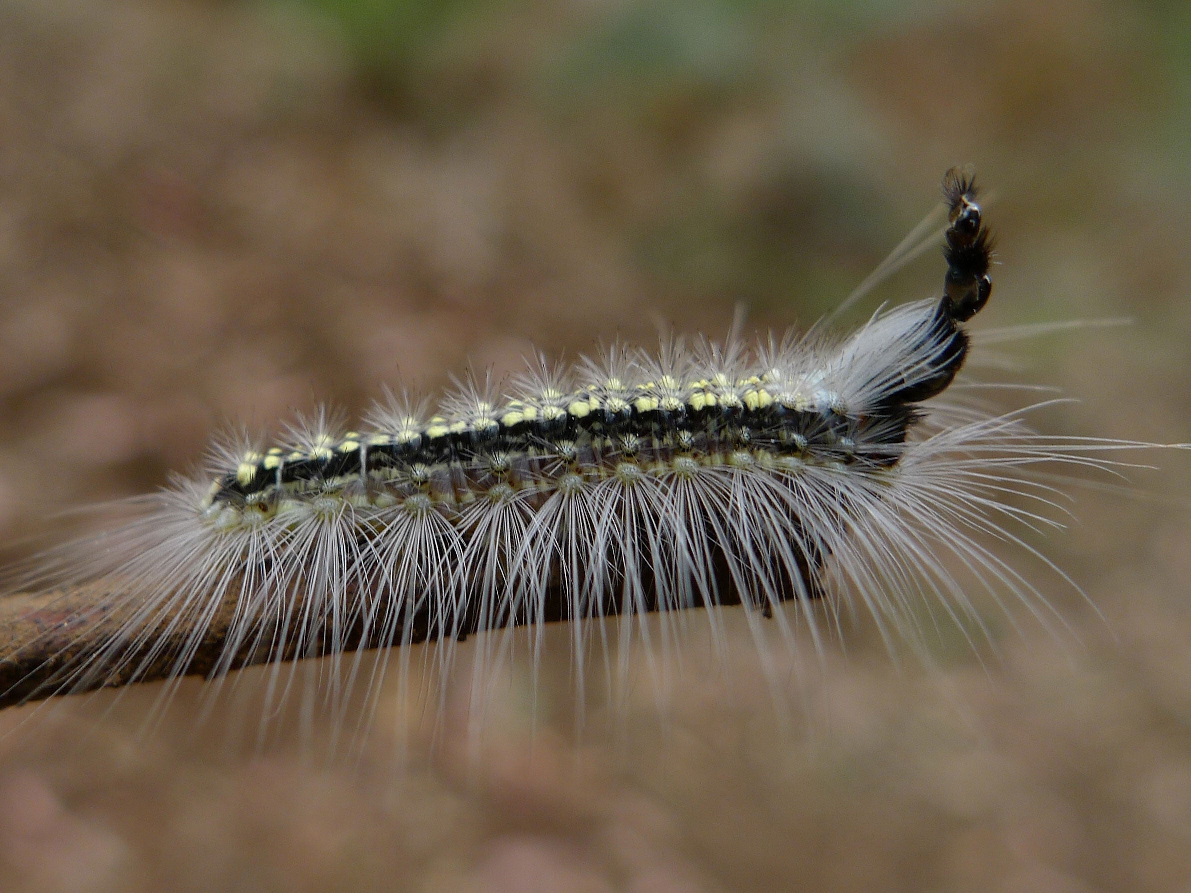 An Uraba lugens caterpillar with a tower of discarded skulls still attaches to its head