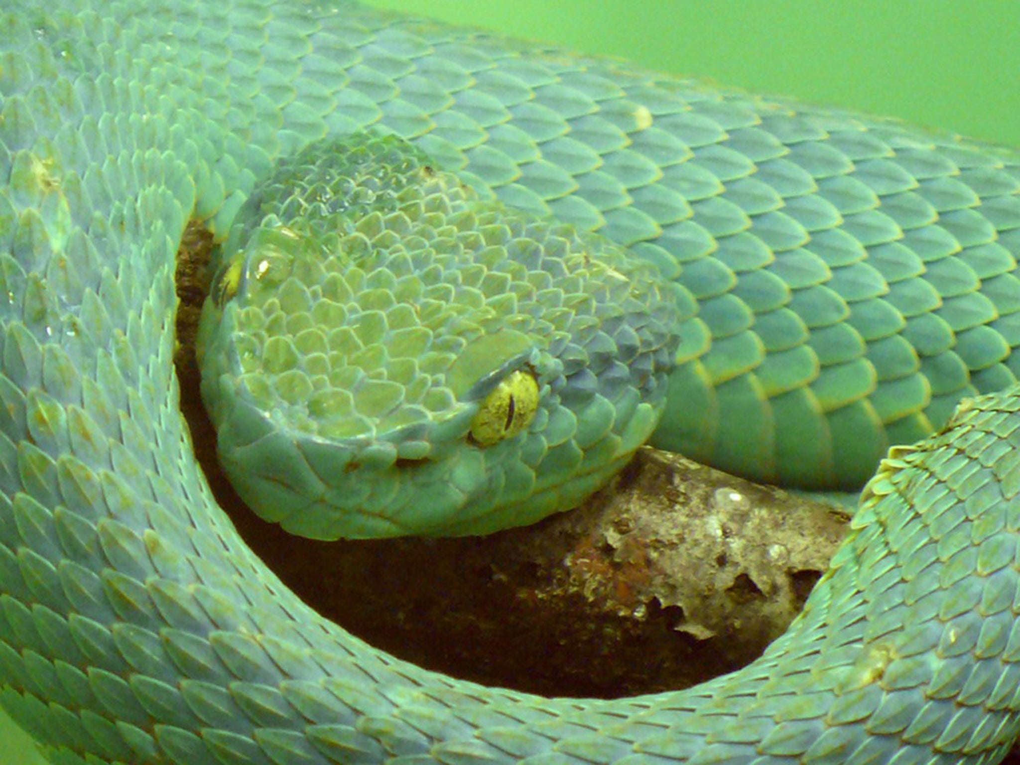 Mailing foreign snakes is a federal offense - and extremely dangerous (file photo)