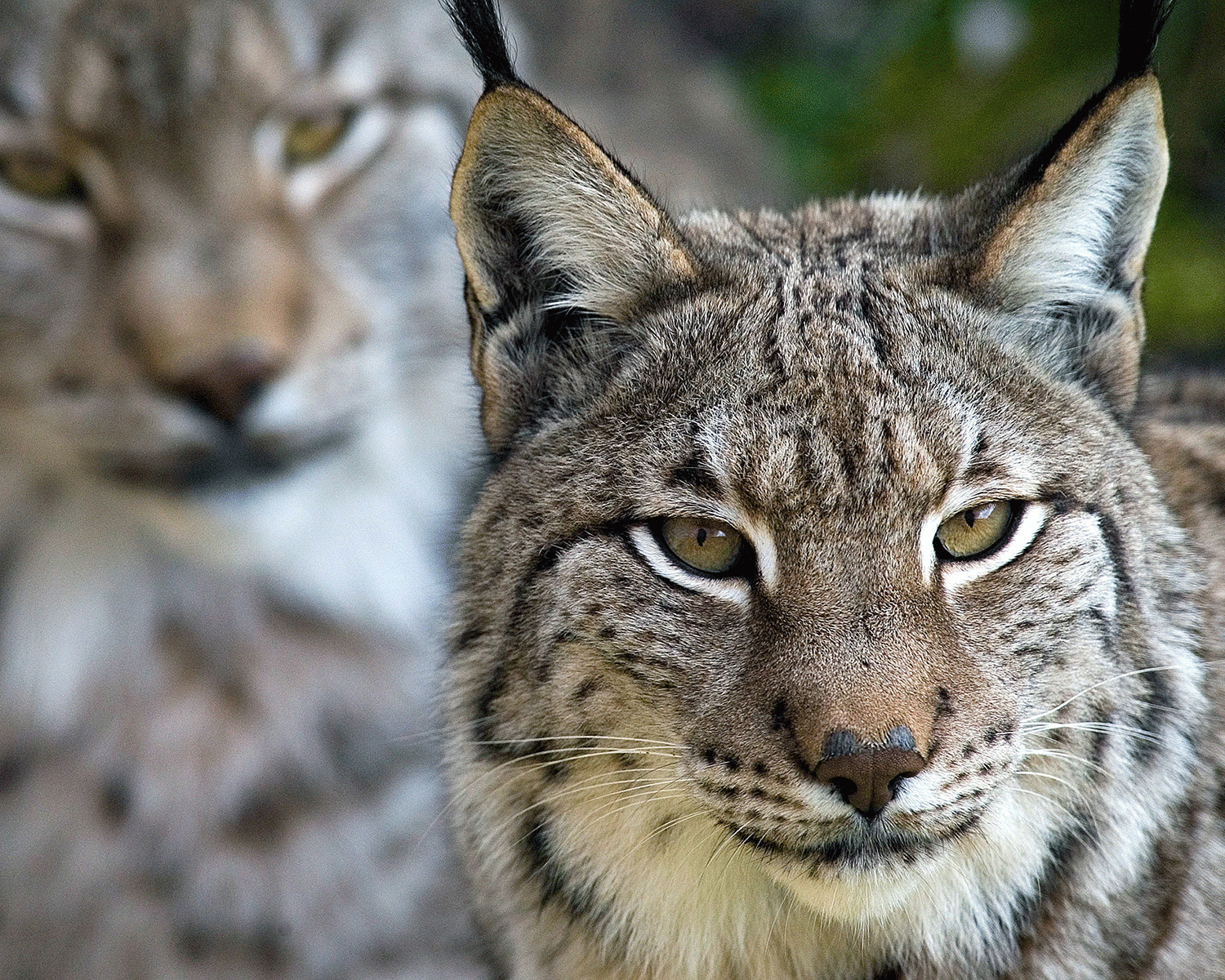 Iberian lynxes are smaller than European lynxes and are not dangerous to humans