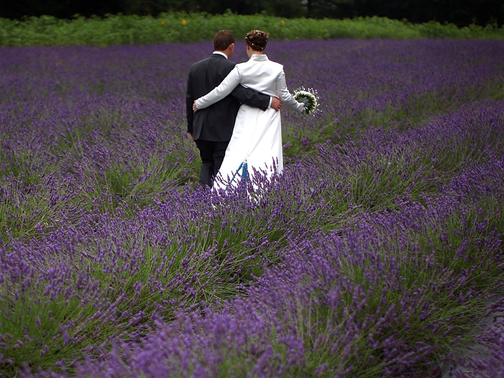 Newlyweds walk among blooming lavender in Cheshire