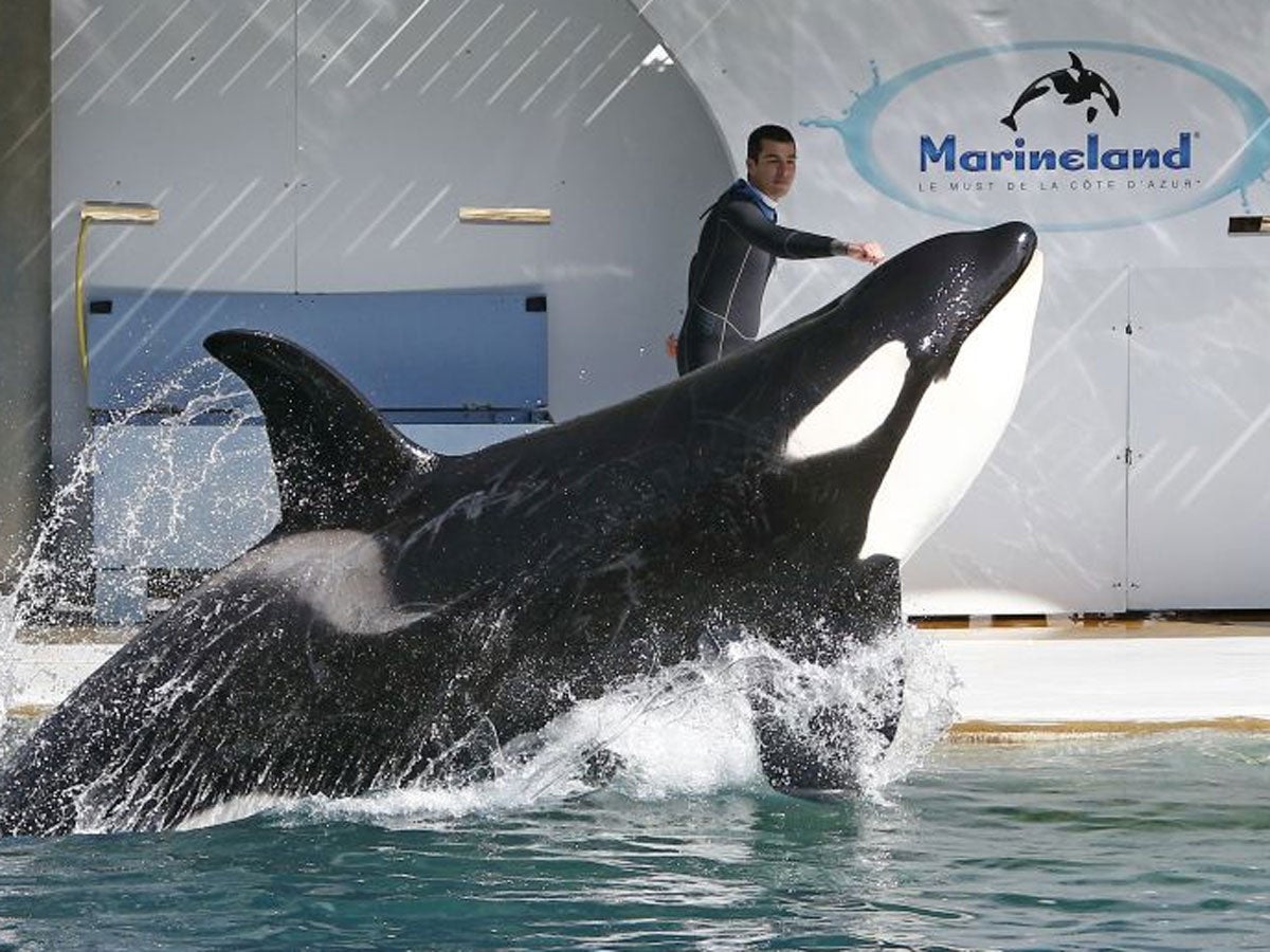 An orca whale performs at the Marineland Zoo in Antibes, France before its reopening, six months after the flooding that affected the French Riviera in October 2015