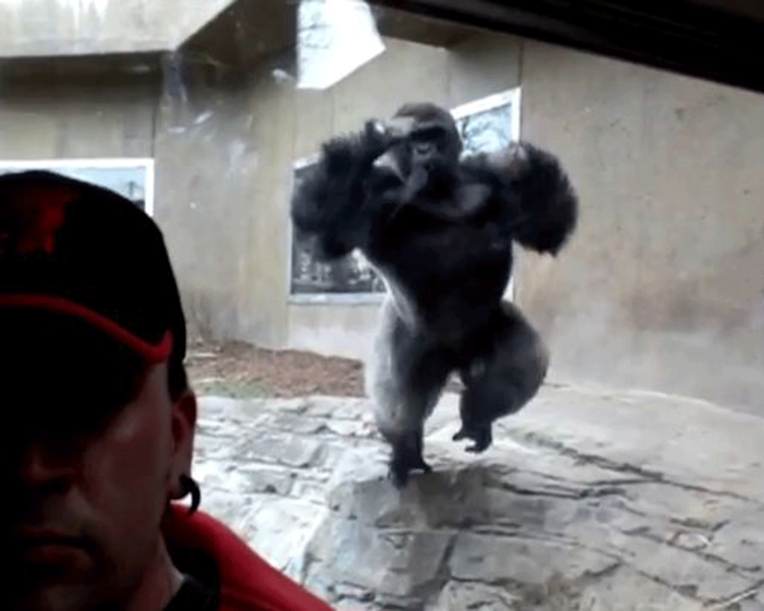 The gorilla launches himself into the air as the tourist calmly looks at the camera