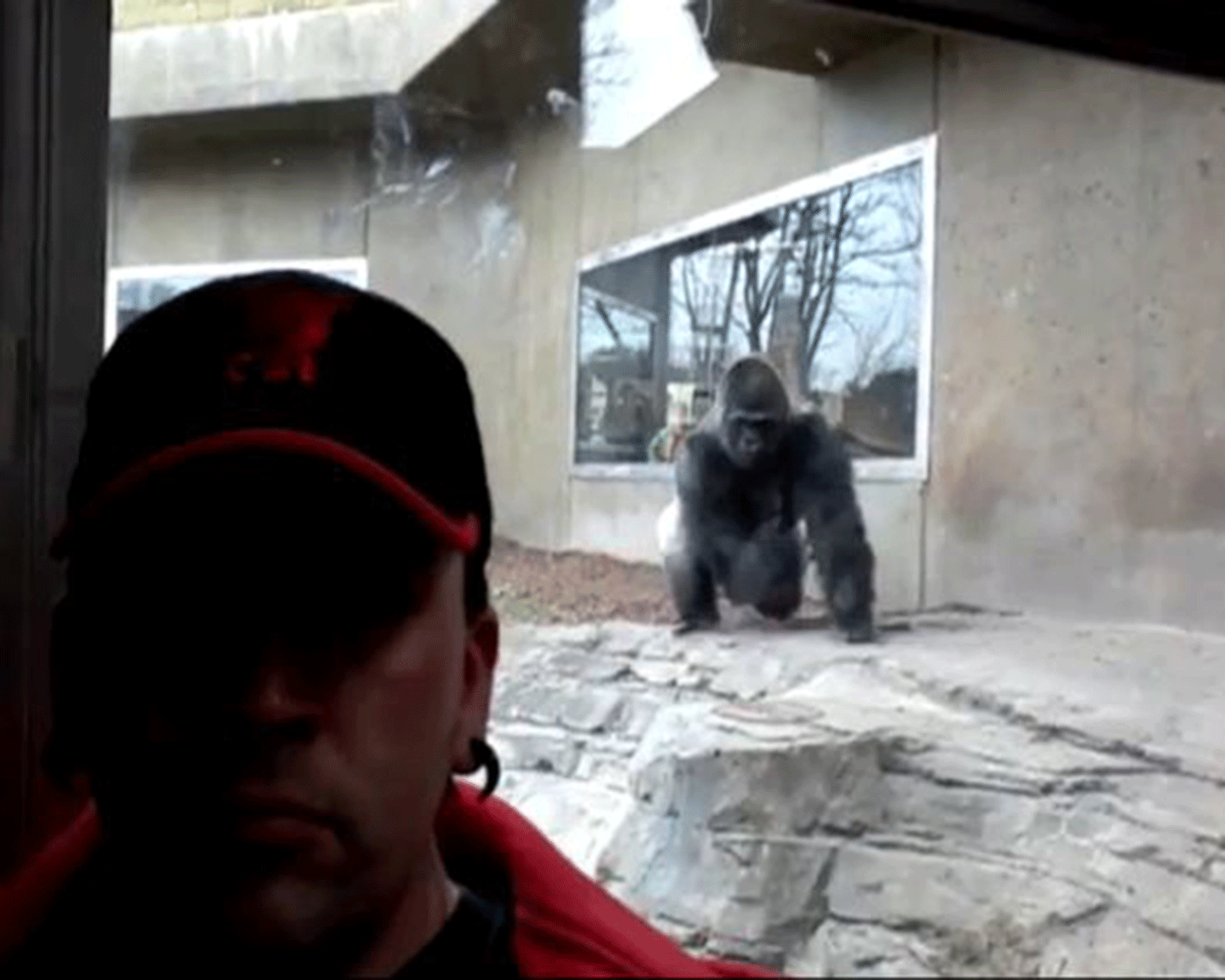 The visitor remains blissfully unaware as the gorilla begins a run-up behind him