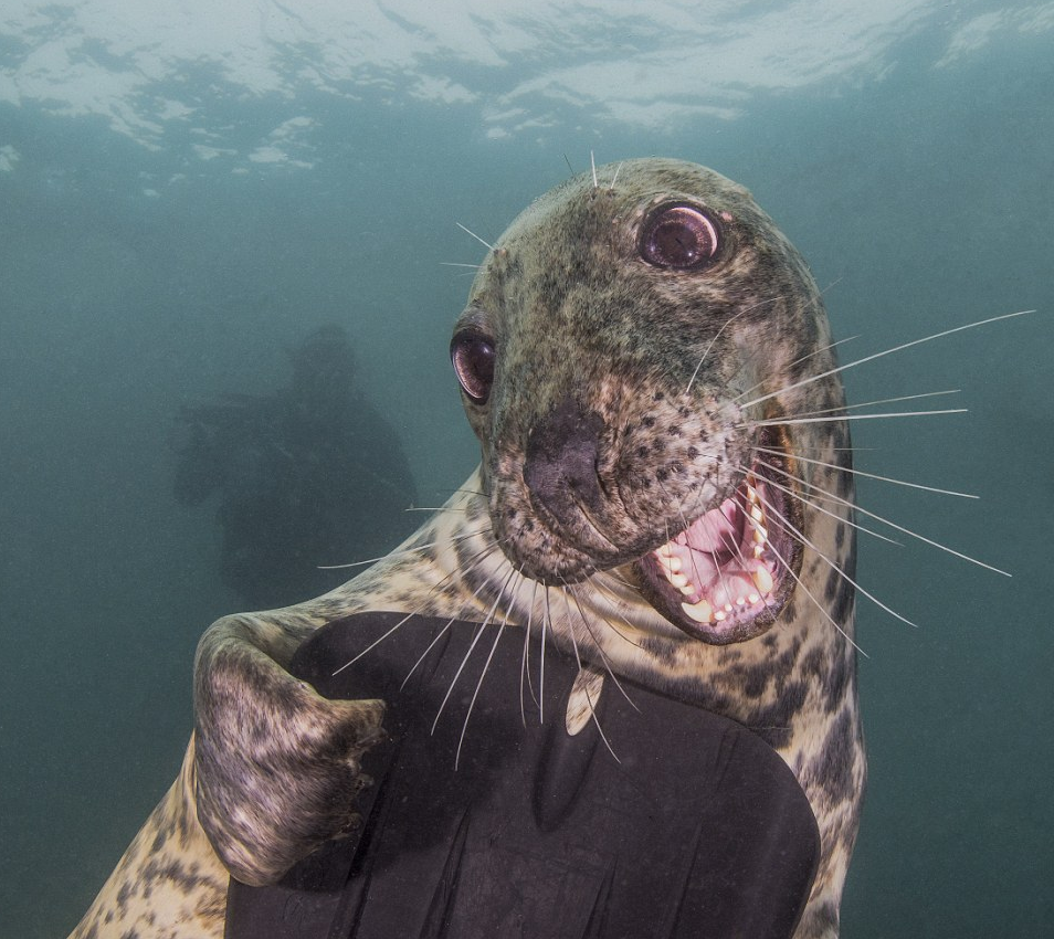 An Atlantic Grey Seal photographed playing near Lundy Island near Bristol