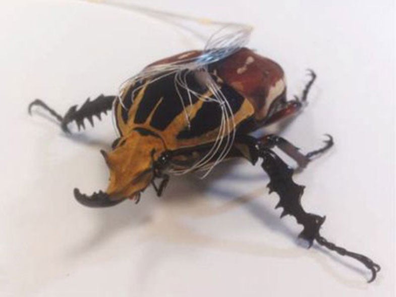 The beetle's legs were controlled with a series of electrodes implanted in its muscles