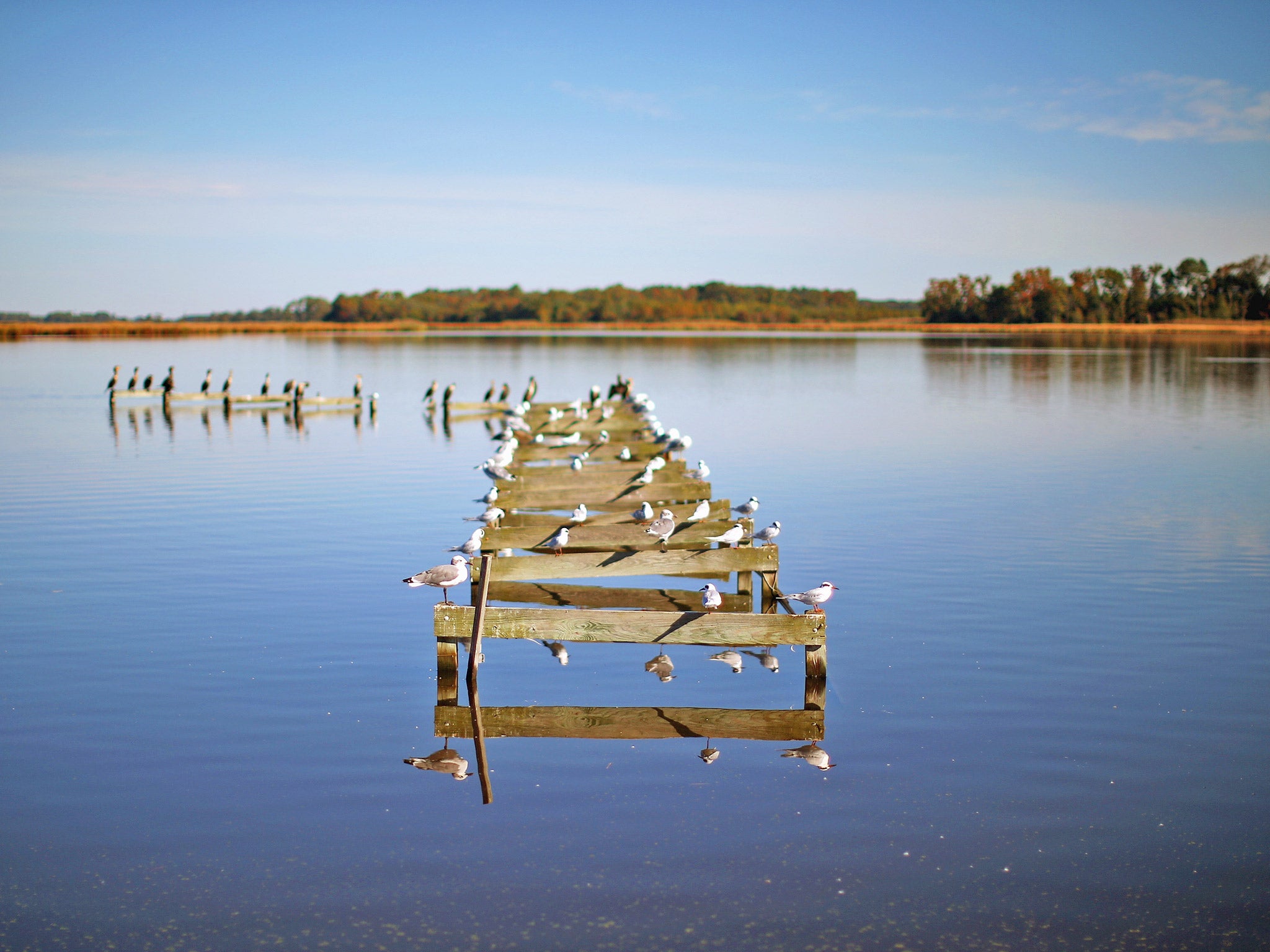 Birds occupy a dilapidated pier in Church Creek, Maryland