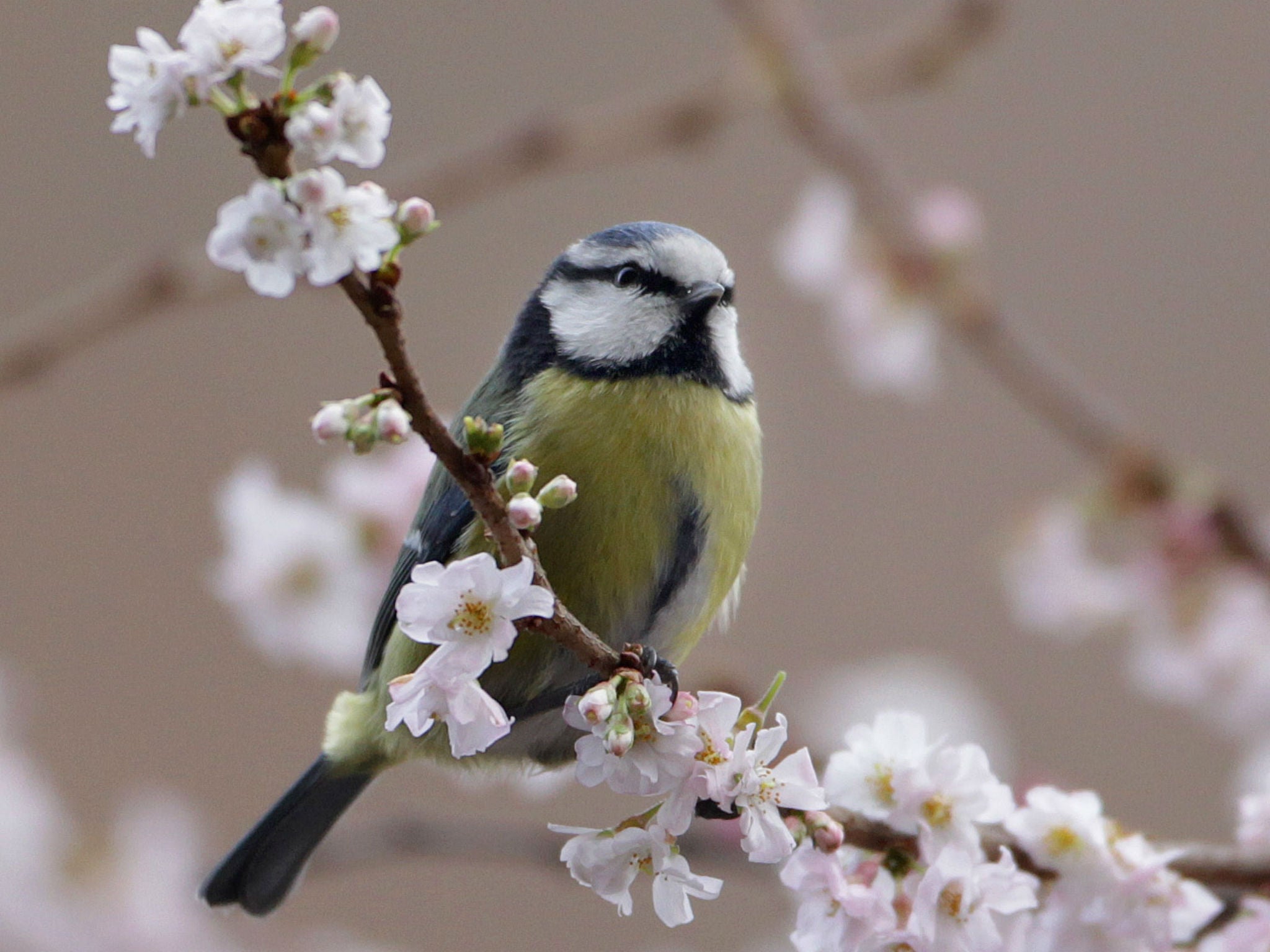 Rare species of birds are at risk in Lebanon