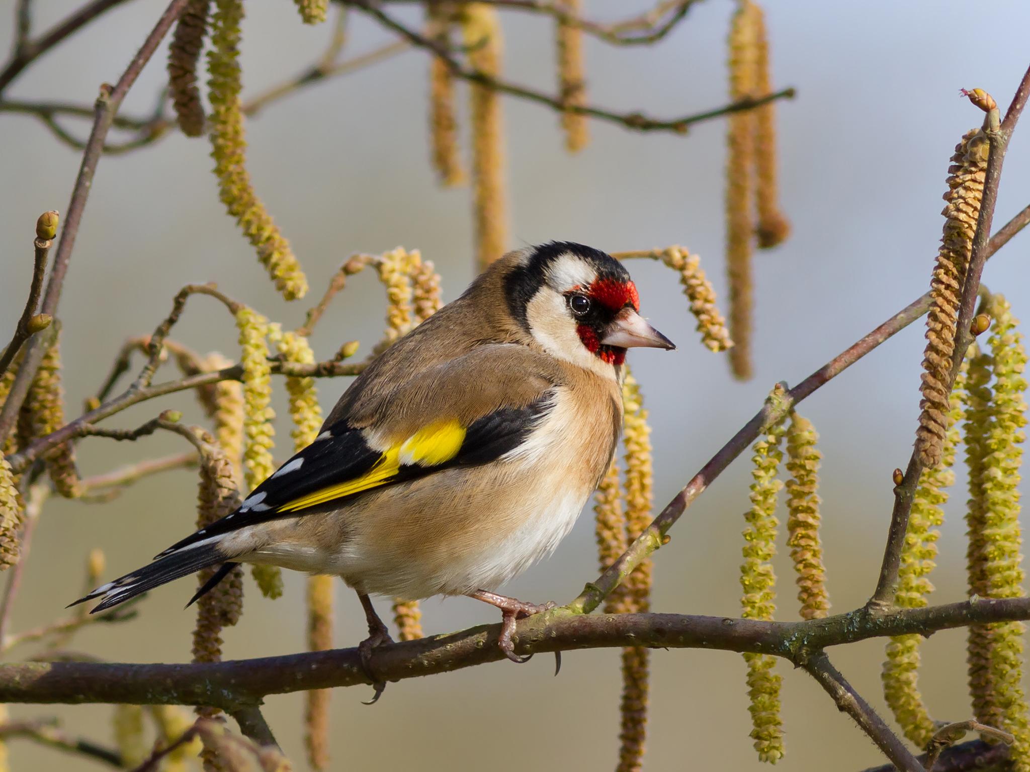 &#13;
Hunters and habitat loss has halved the number of breeding goldfinches in France since 2001 &#13;