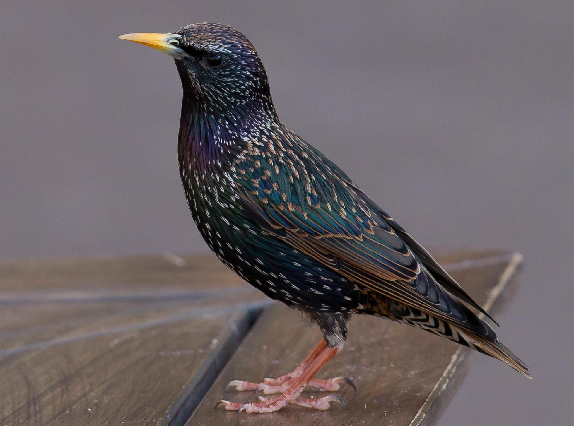 Other species, like the starling, have been in decline for decades