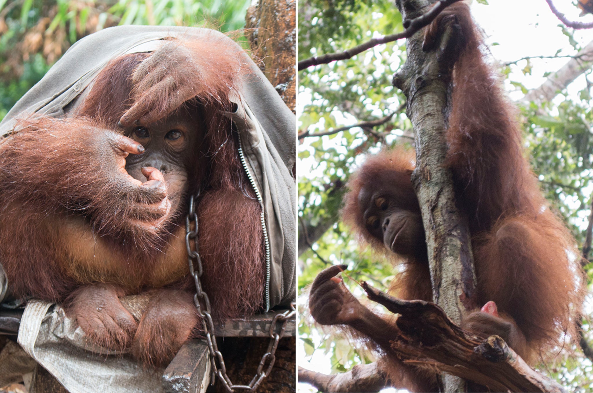 Japik, during captivity (left) and three months after he rescue