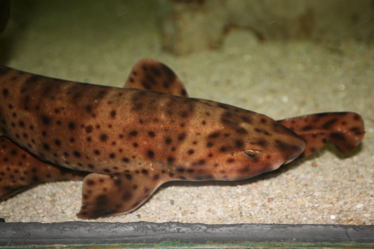 Swellsharks typically have mottled brown skin and five distinct gill slits (Cliff/Flickr (CC BY 2.0)