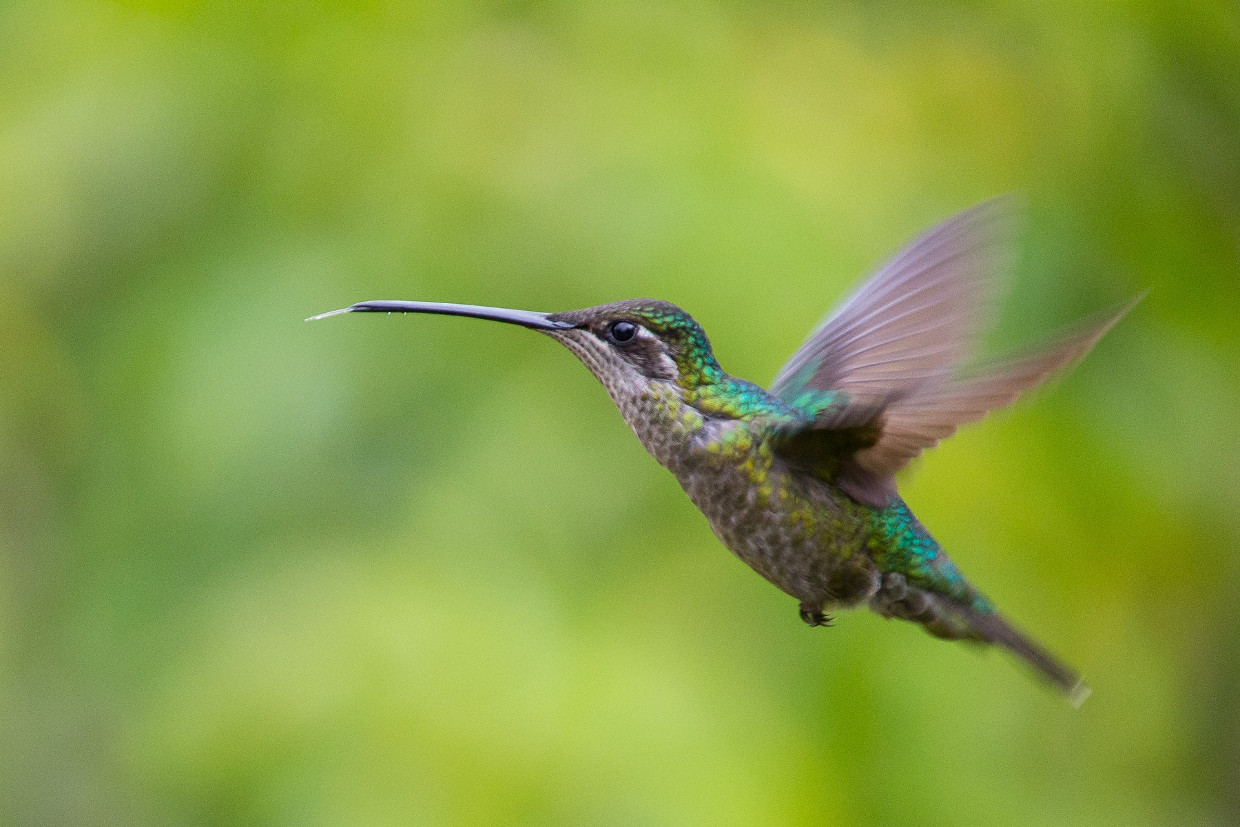 Hummingbird