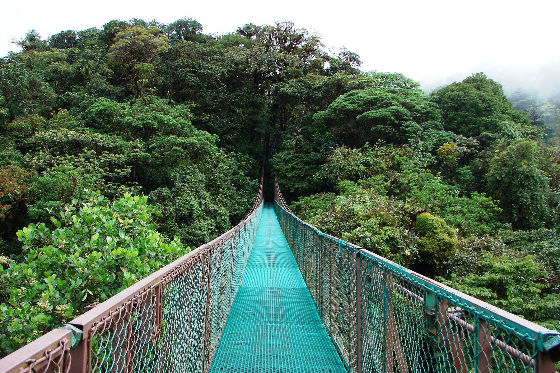 Monteverde Cloud Forest