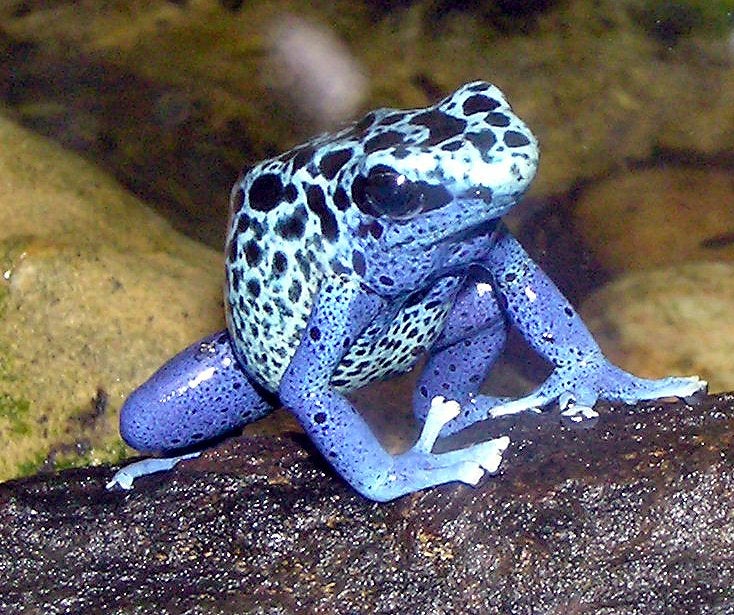 Blue poison dart frog