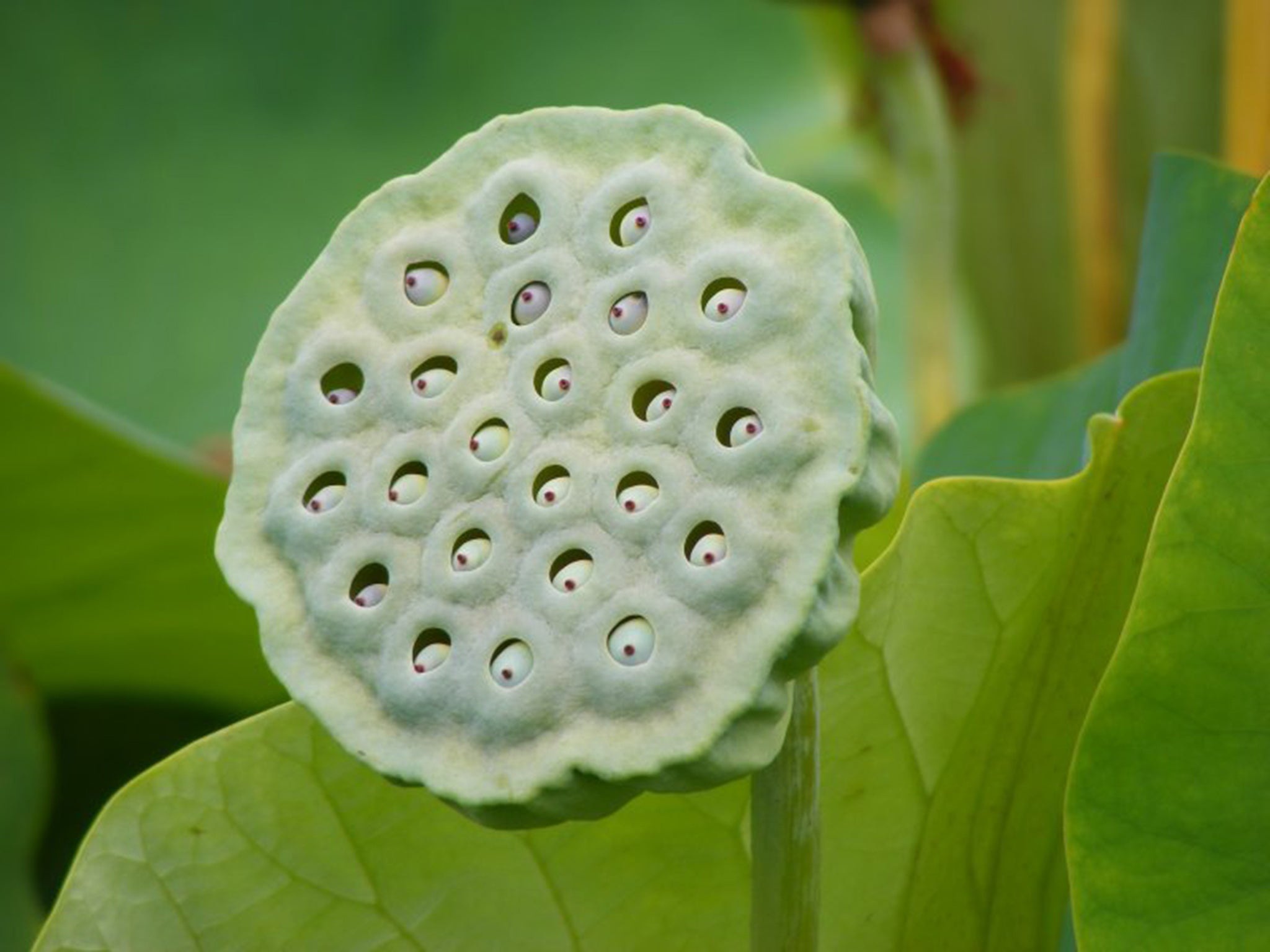 A Nelumbo Nucifera fruit in botanic garden Adelaid