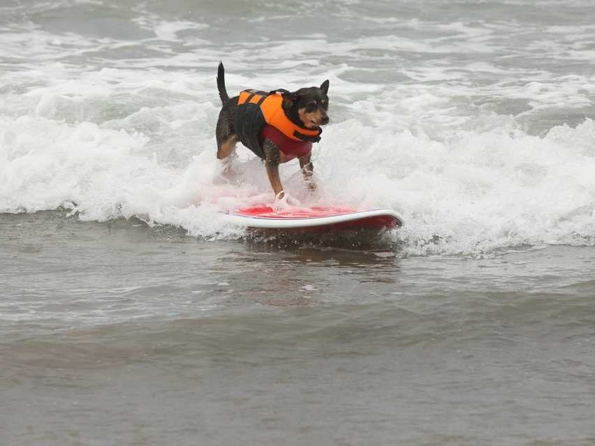 People you pay to teach you and your dog to surf Port of San Diego/Flickr