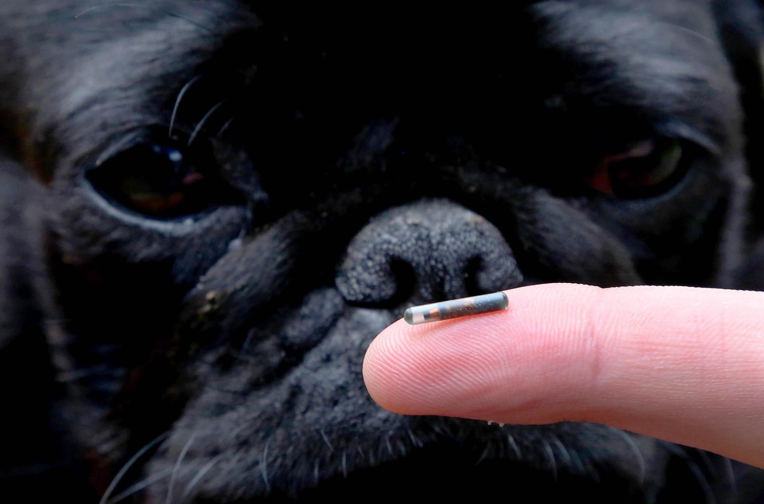 Darcy the Pug examining a dog microchip