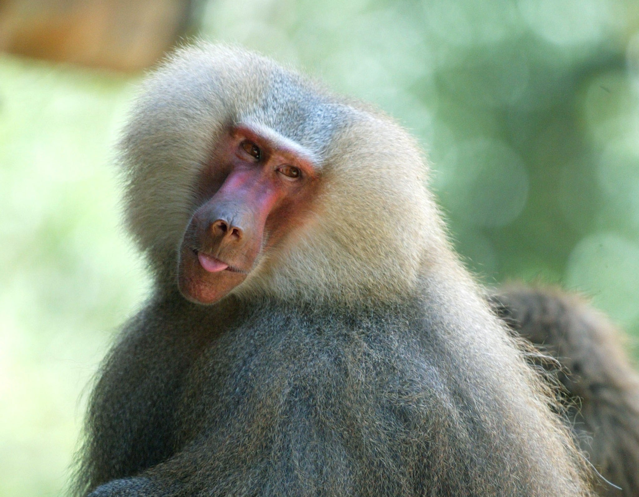 Baboons are well-known bullies