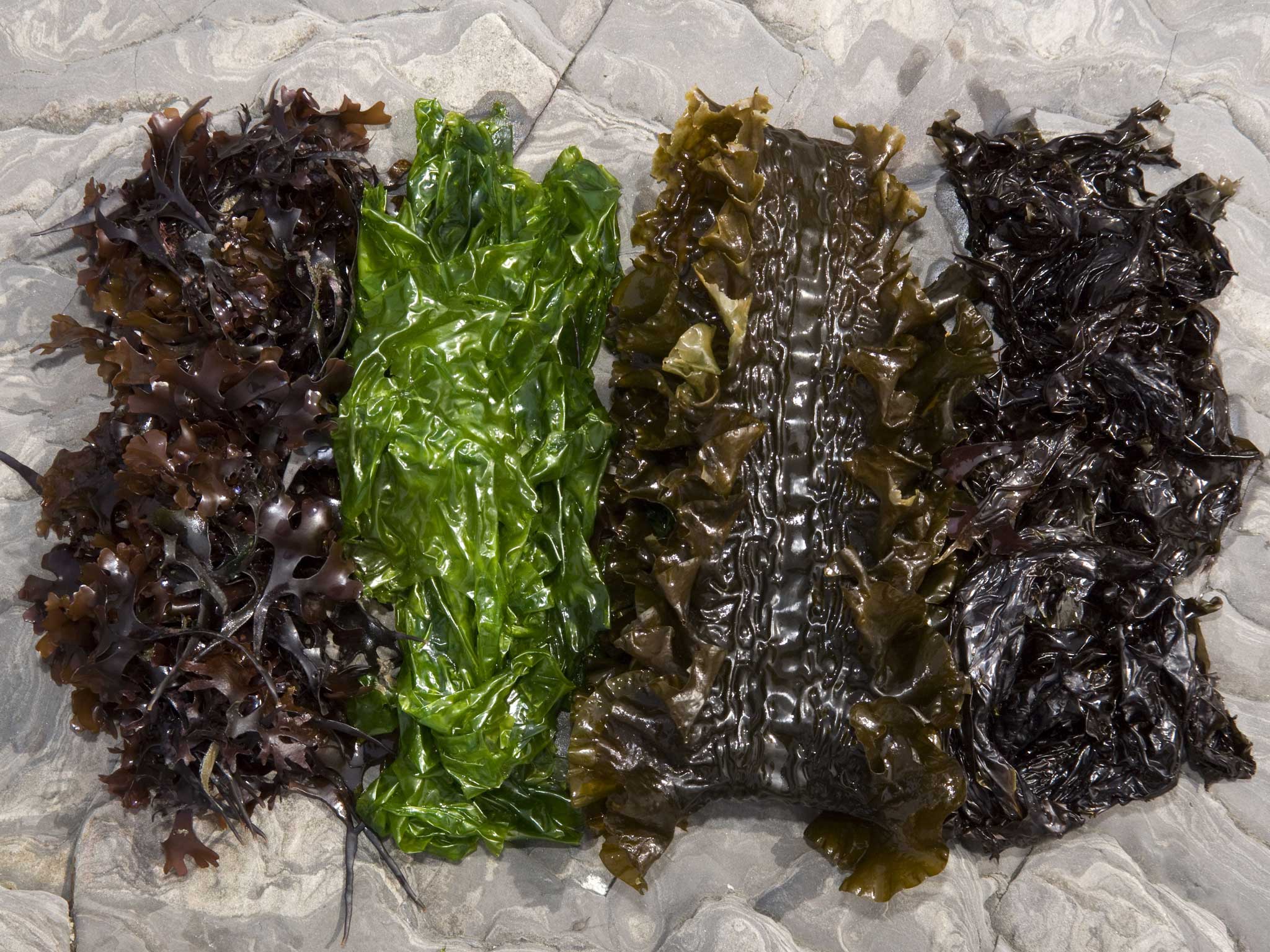 From left to right : Seamoss, sea lettuce, sugar kelp, and laver