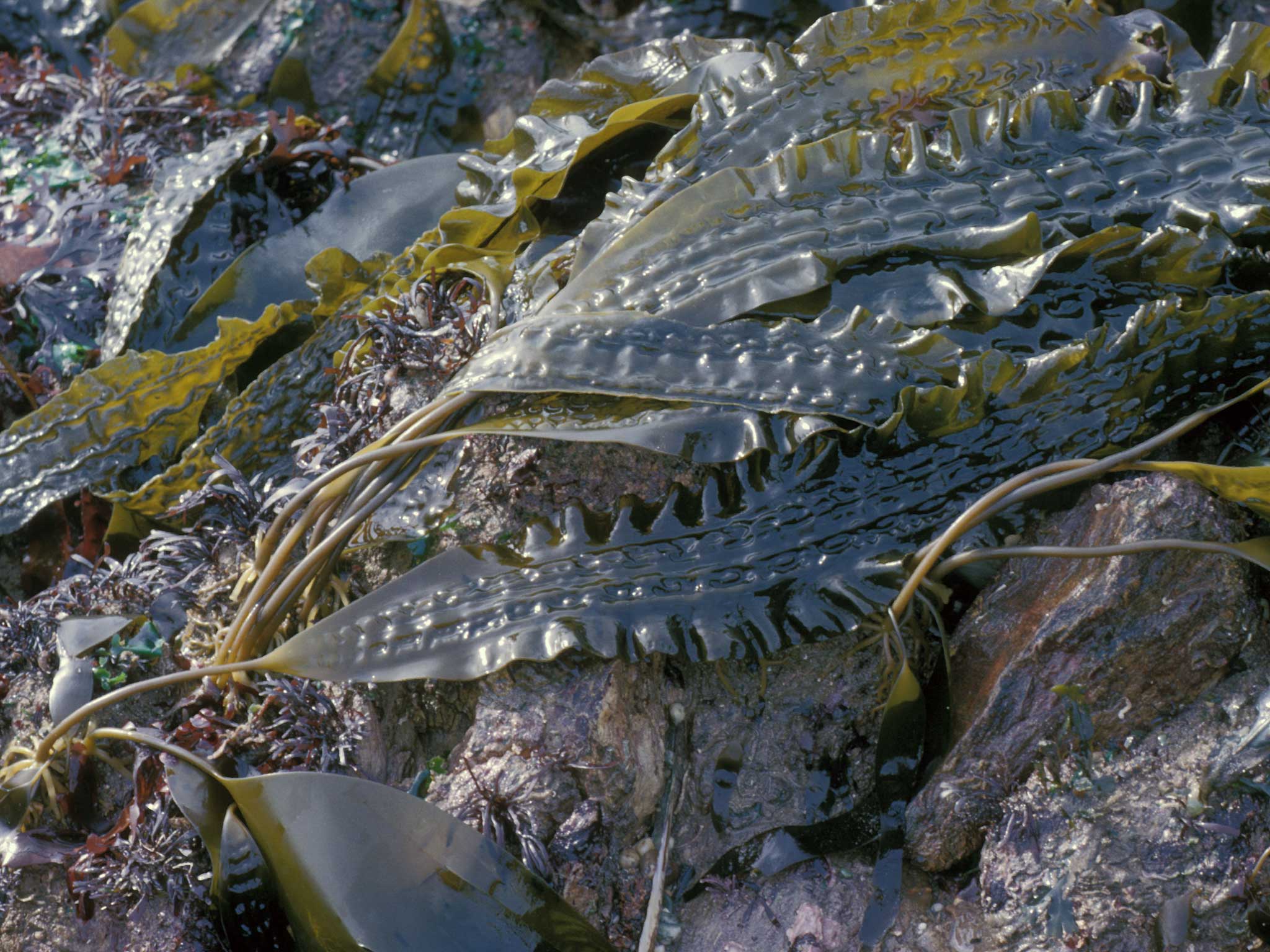 Sugar kelp is one of 650 varieties of edible seaweed that grows on British coastlines