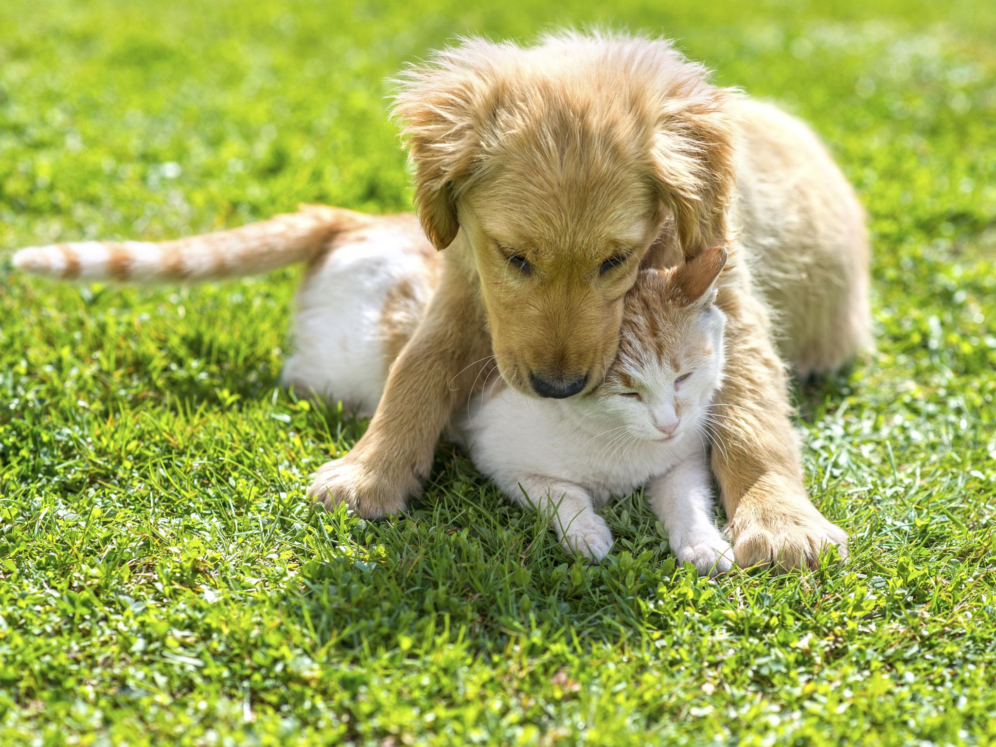 ‘The amount of money now spent on pets ... means there is huge consumer demand’