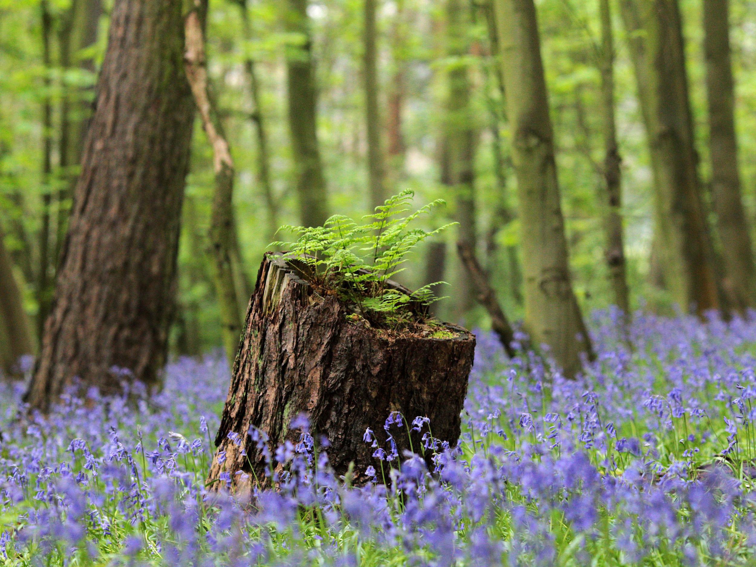 Bluebell flowers cover a woodland floor in Scunthorpe, north-east England