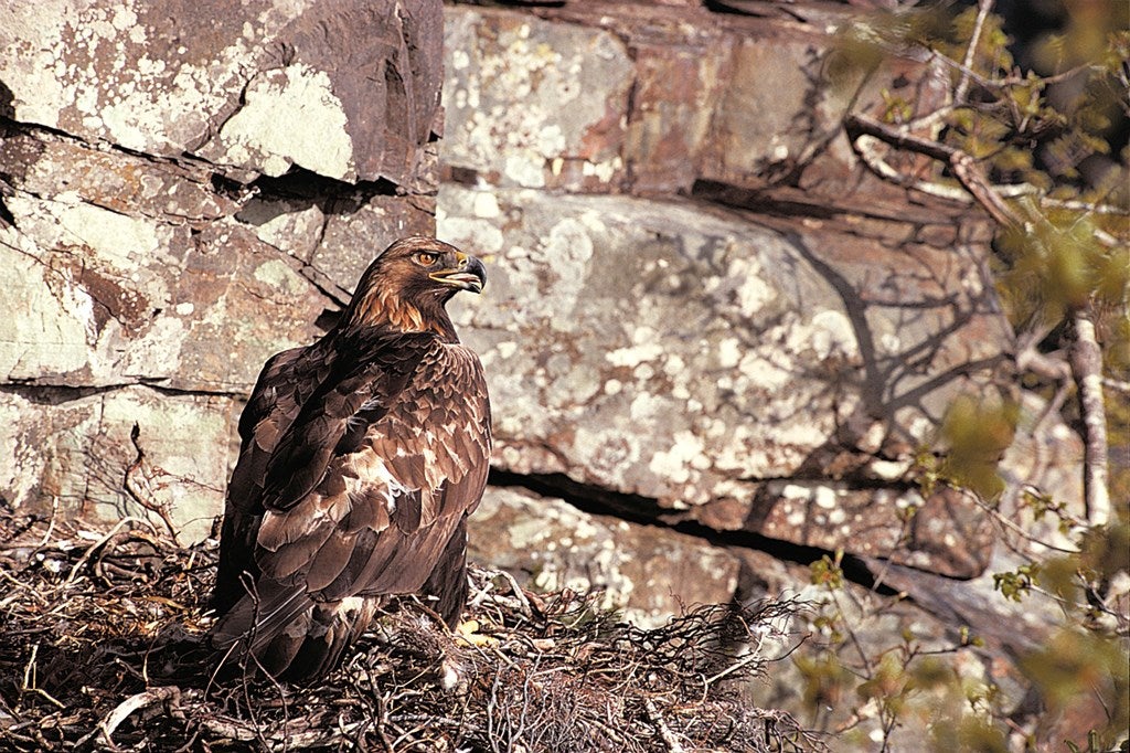 Golden eagle