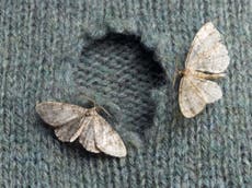 Moths are devouring clothes at record rate due to mild winter and early spring, experts warn