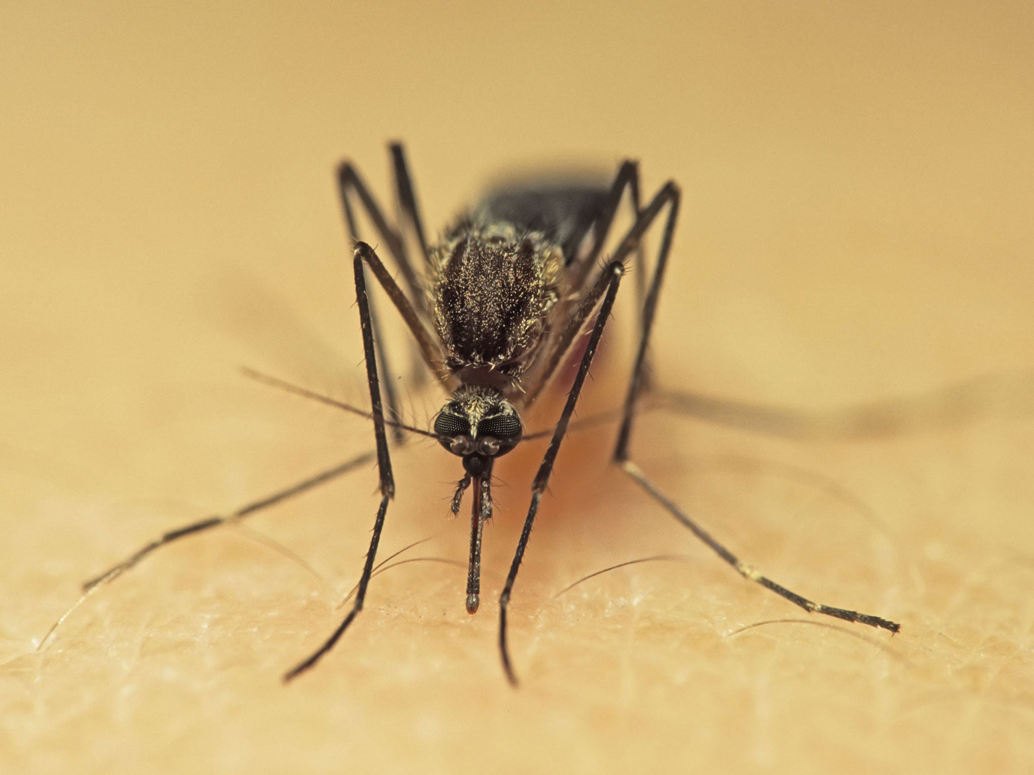 It is the impregnated female mosquitoes that bite