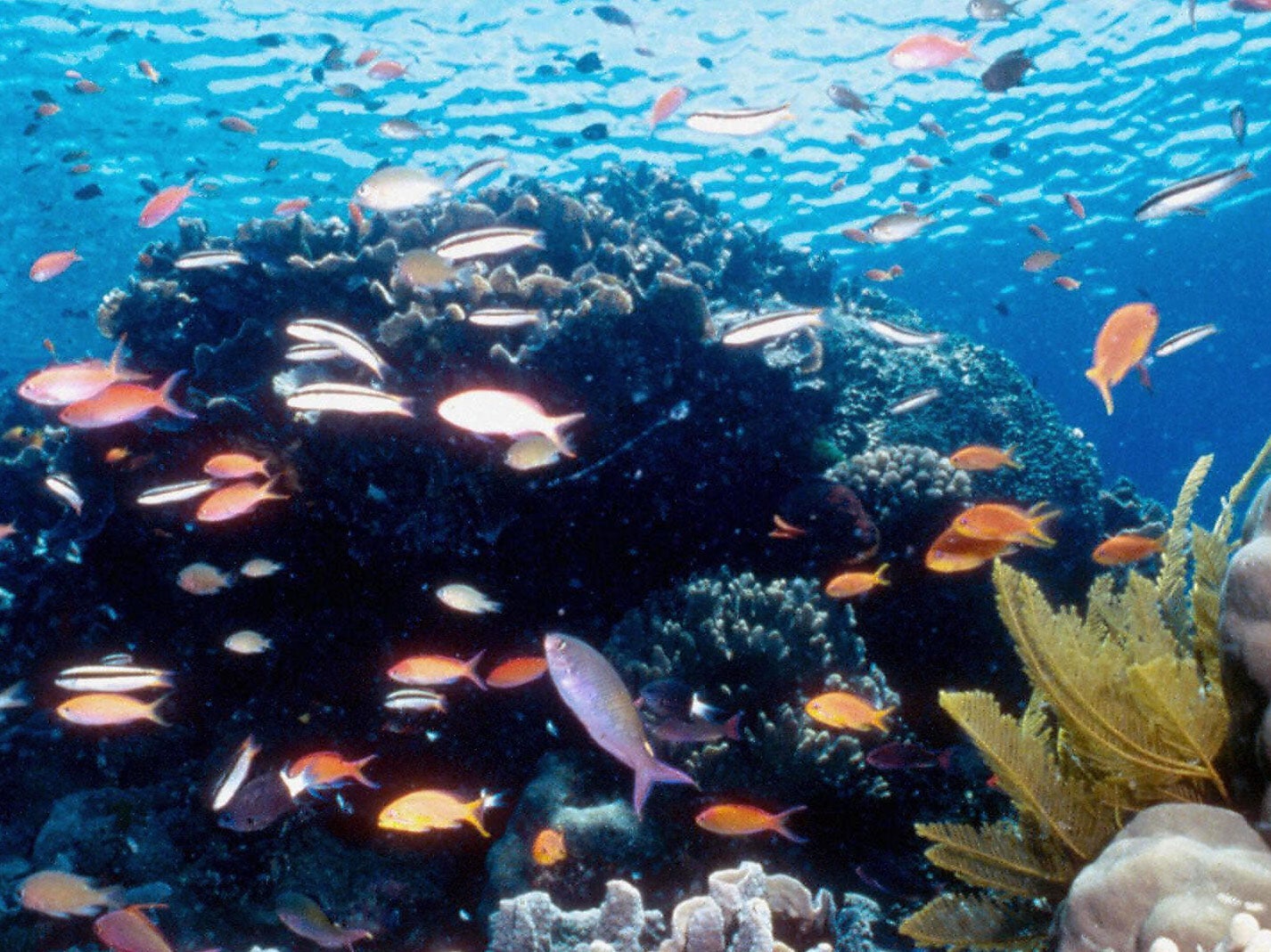 Coral has been dying out on the Great Barrier Reef due to the ocean warming