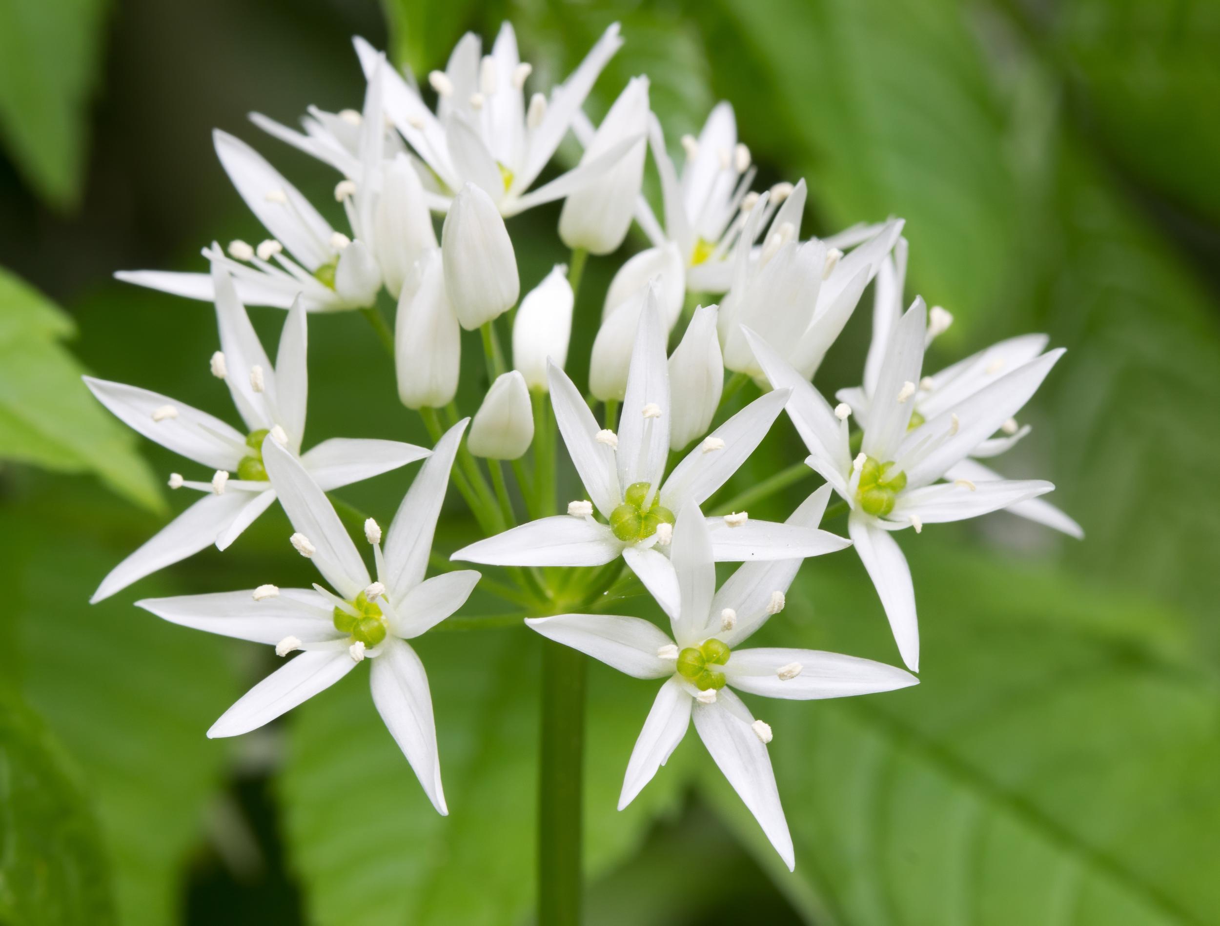 The fragrant wild garlic flower