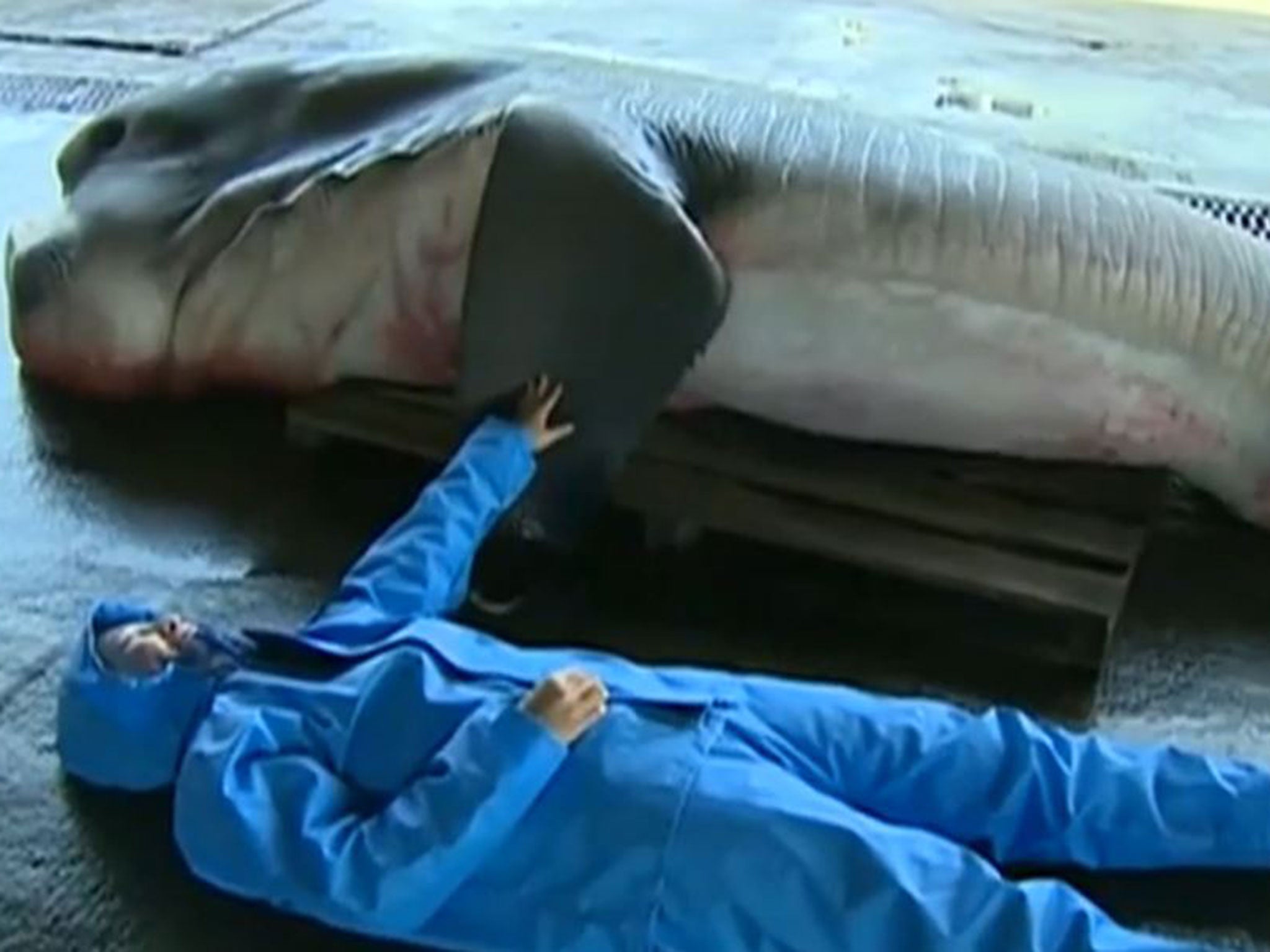 A man lies next to the Megamouth shark to show how long it is