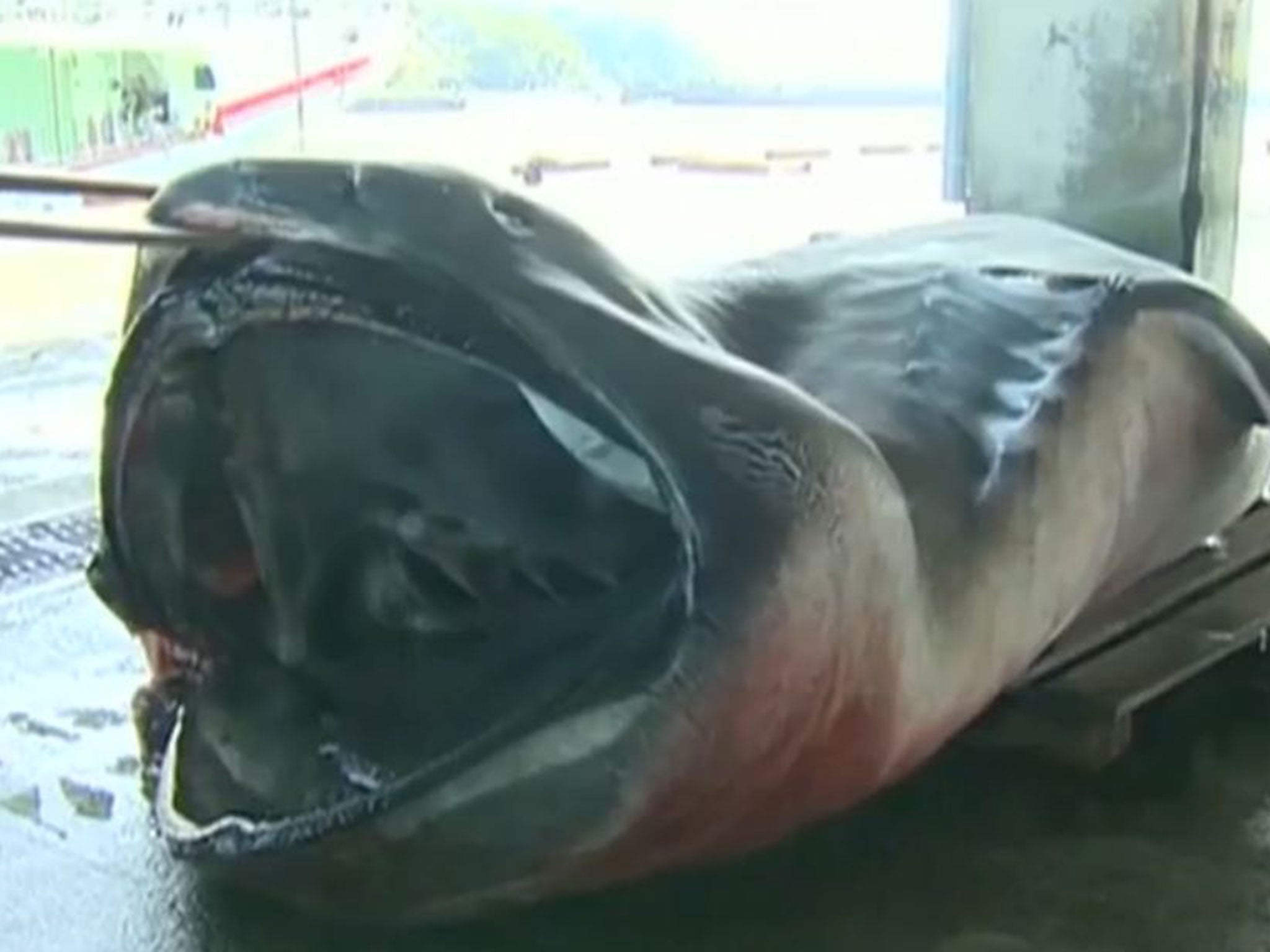 Fishermen hold the shark's huge mouth open