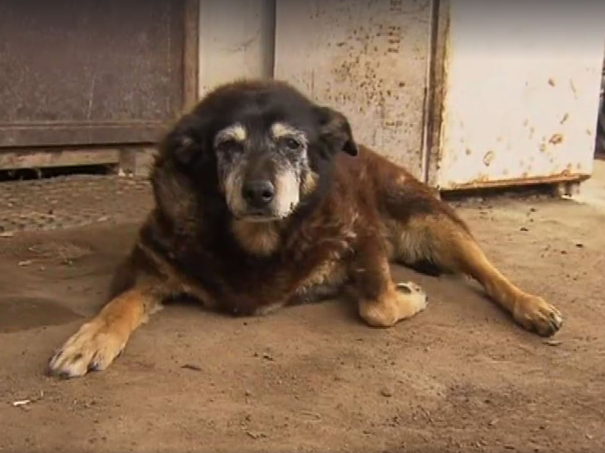 Maggie the Kelpie is thought to have been 30 years old