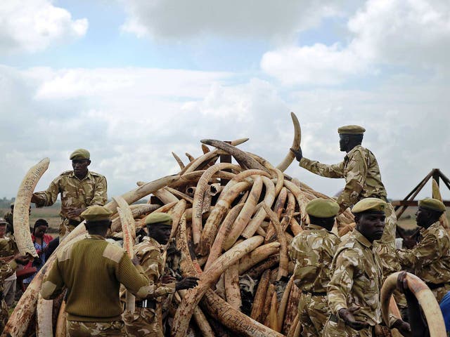 Kenya Wildlife Services (KWS) rangers pile up elephant ivory onto a pyre, at Nairobi's national park in preparation for a historic burning of tonnes of ivory, rhino-horn and other confiscated wildlife trophies. Kenya on 30 April 2016 will burn approximately 105 tonnes of confiscated ivory, almost all of the country's total stockpile