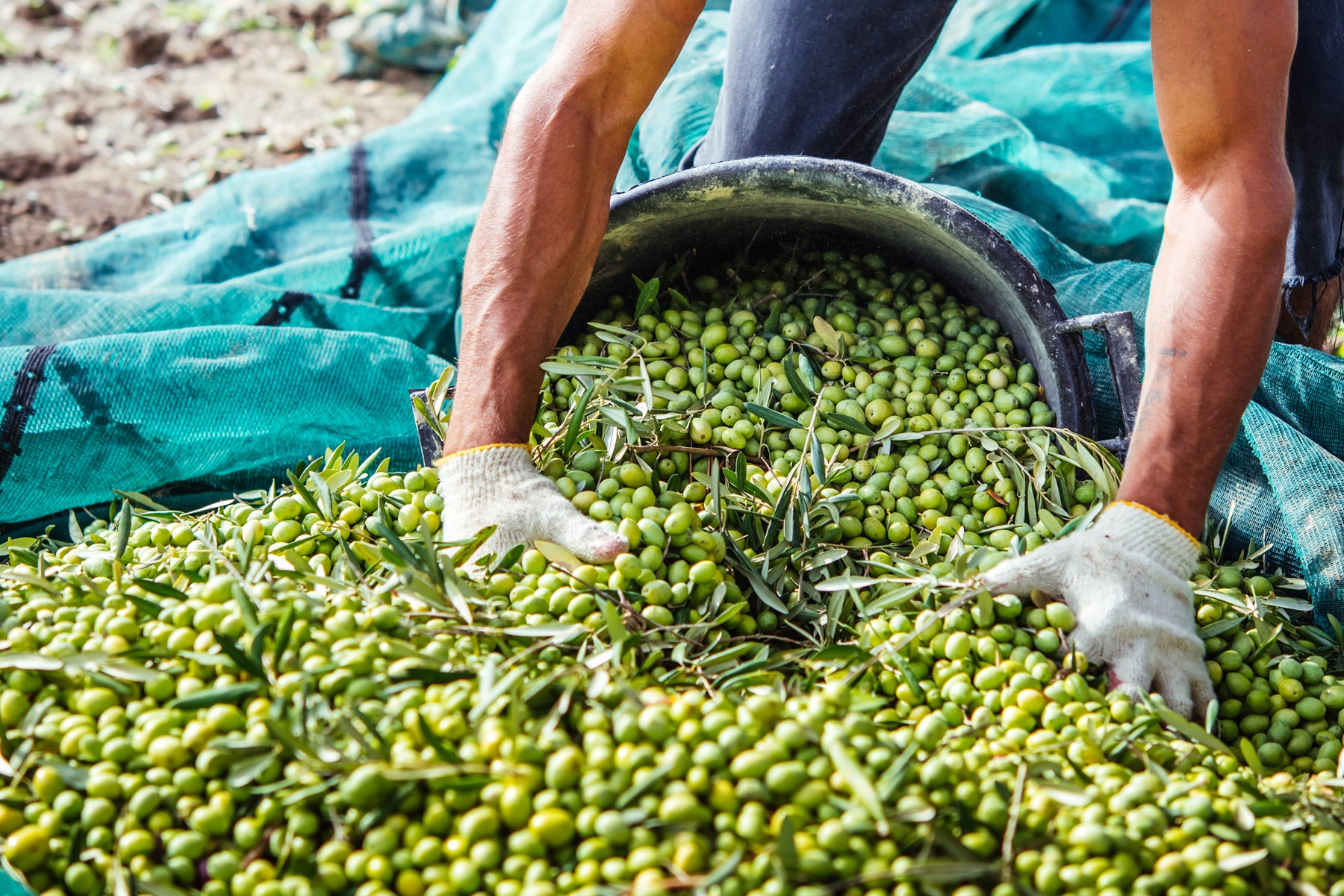 Olive harvest