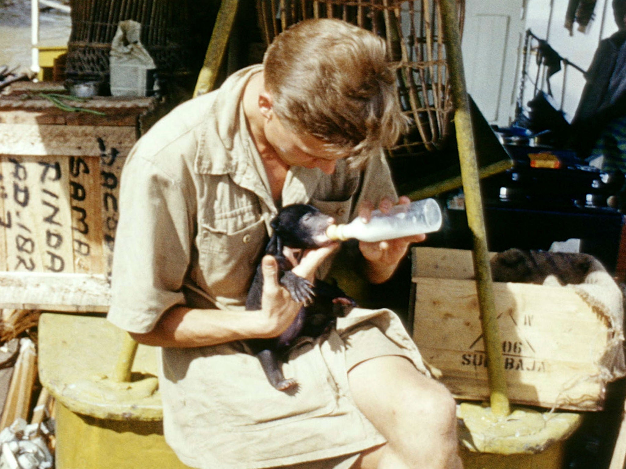 David Attenborough feeding Benjamin the Zoo Quest Bear (Malaysian Sun Bear) in Borneo, 1956