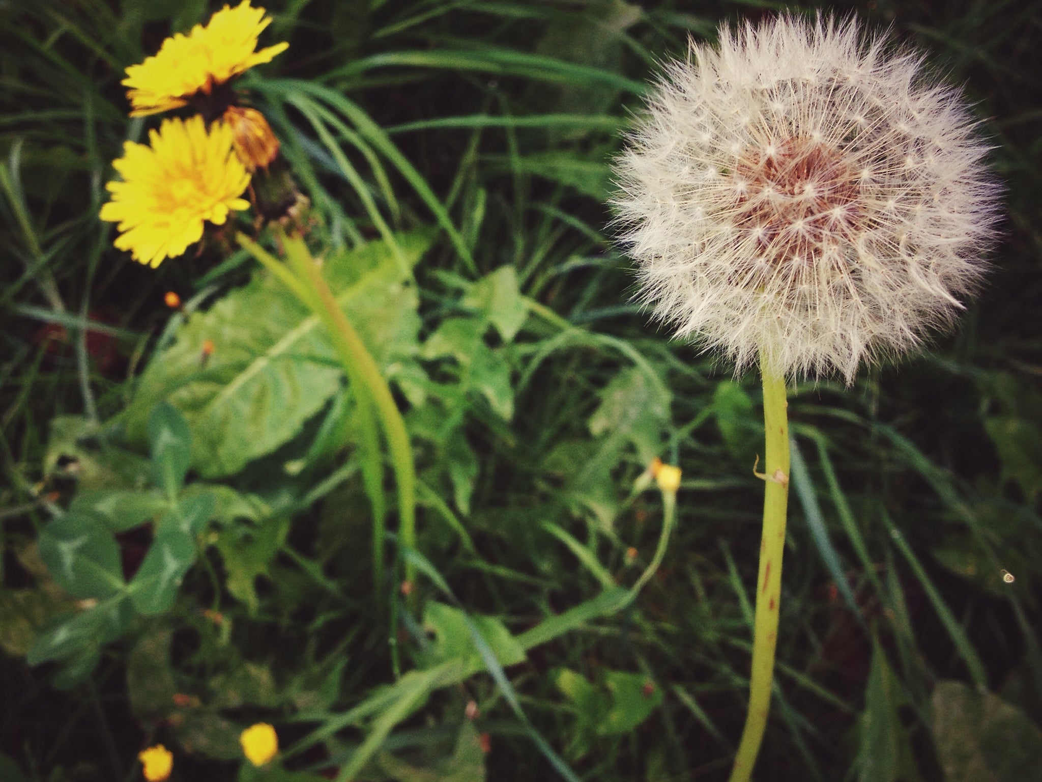 Dandelion blooming by yellow flower weeds