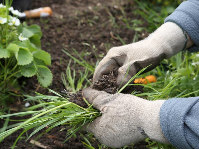 To weed effectively gardeners need to know the difference between annual and perennial weeds