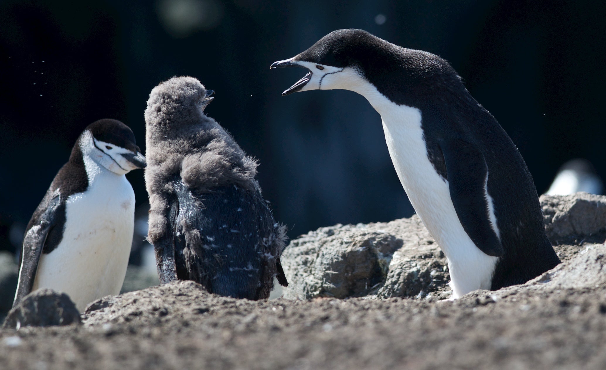 Chinstrap penguins at Aitcho Island