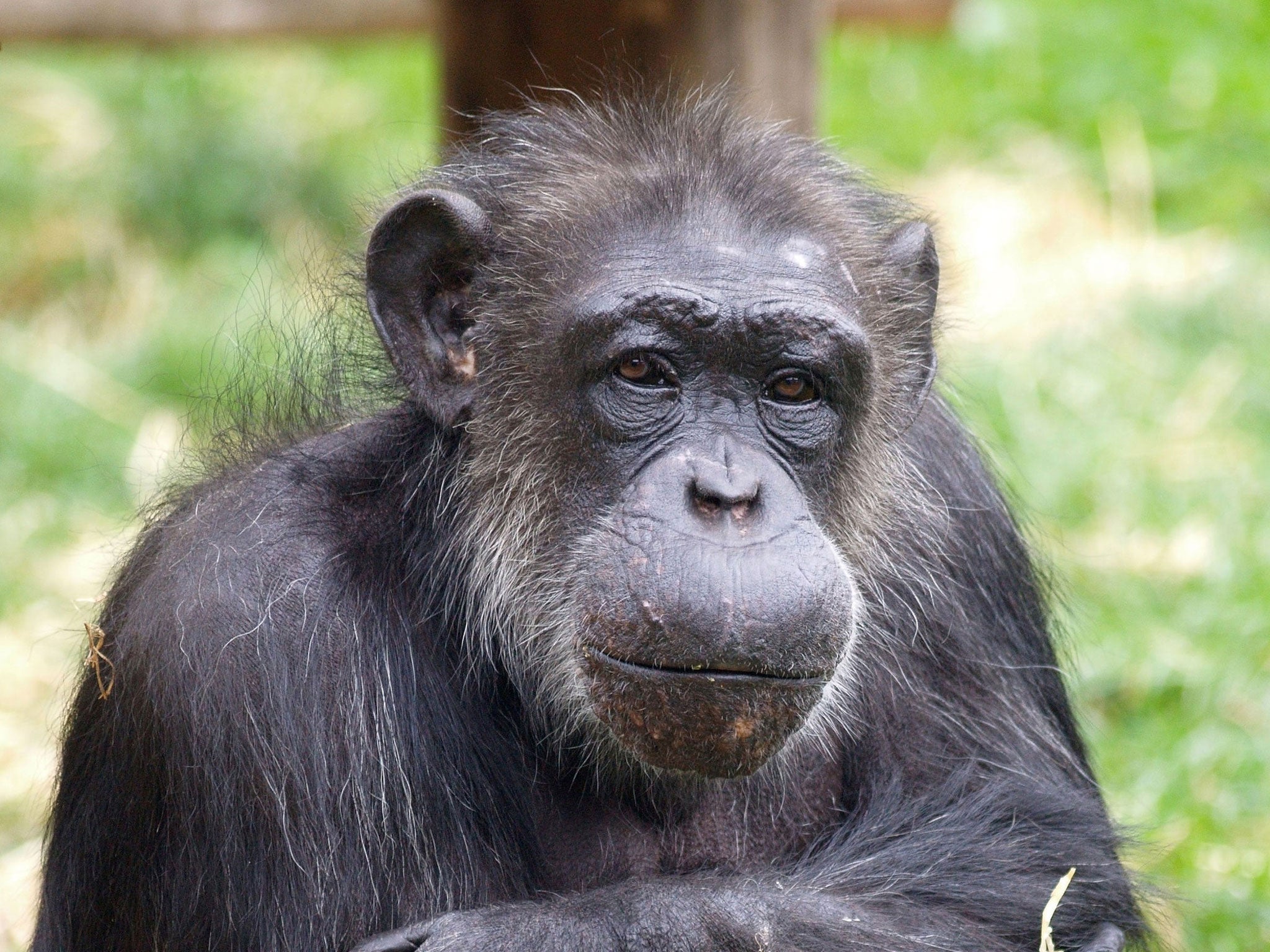 Choppers became the last surviving member of the troop in 2014